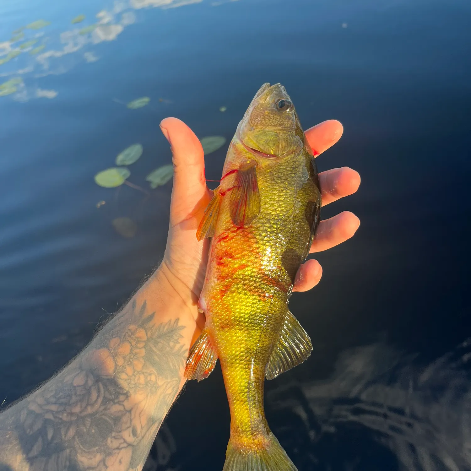recently logged catches