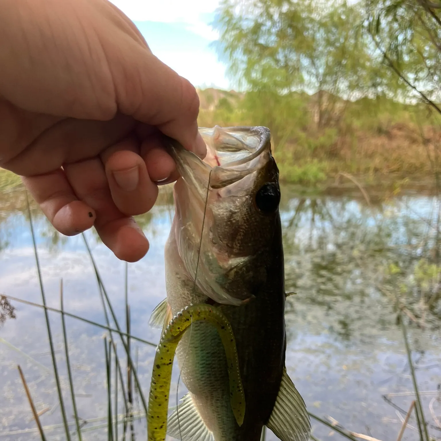 Largemouth bass caught on Fishbrain