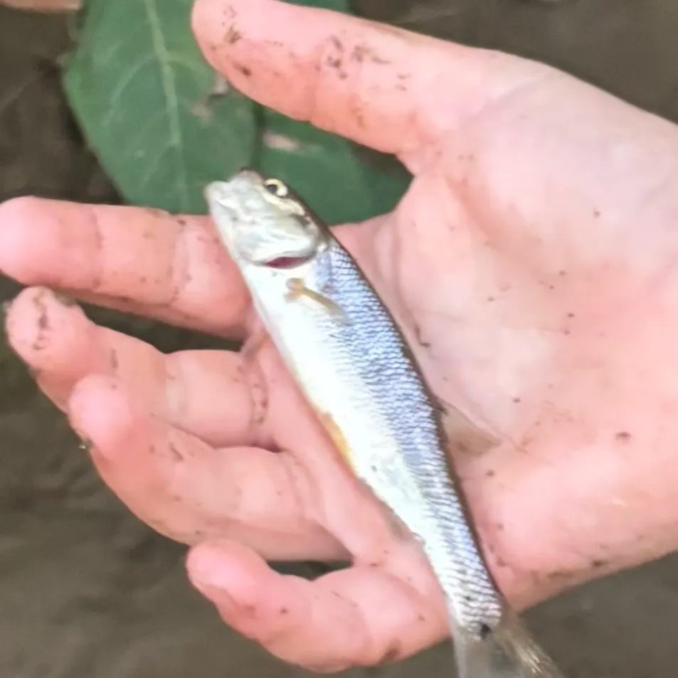 Creek chub caught on Fishbrain