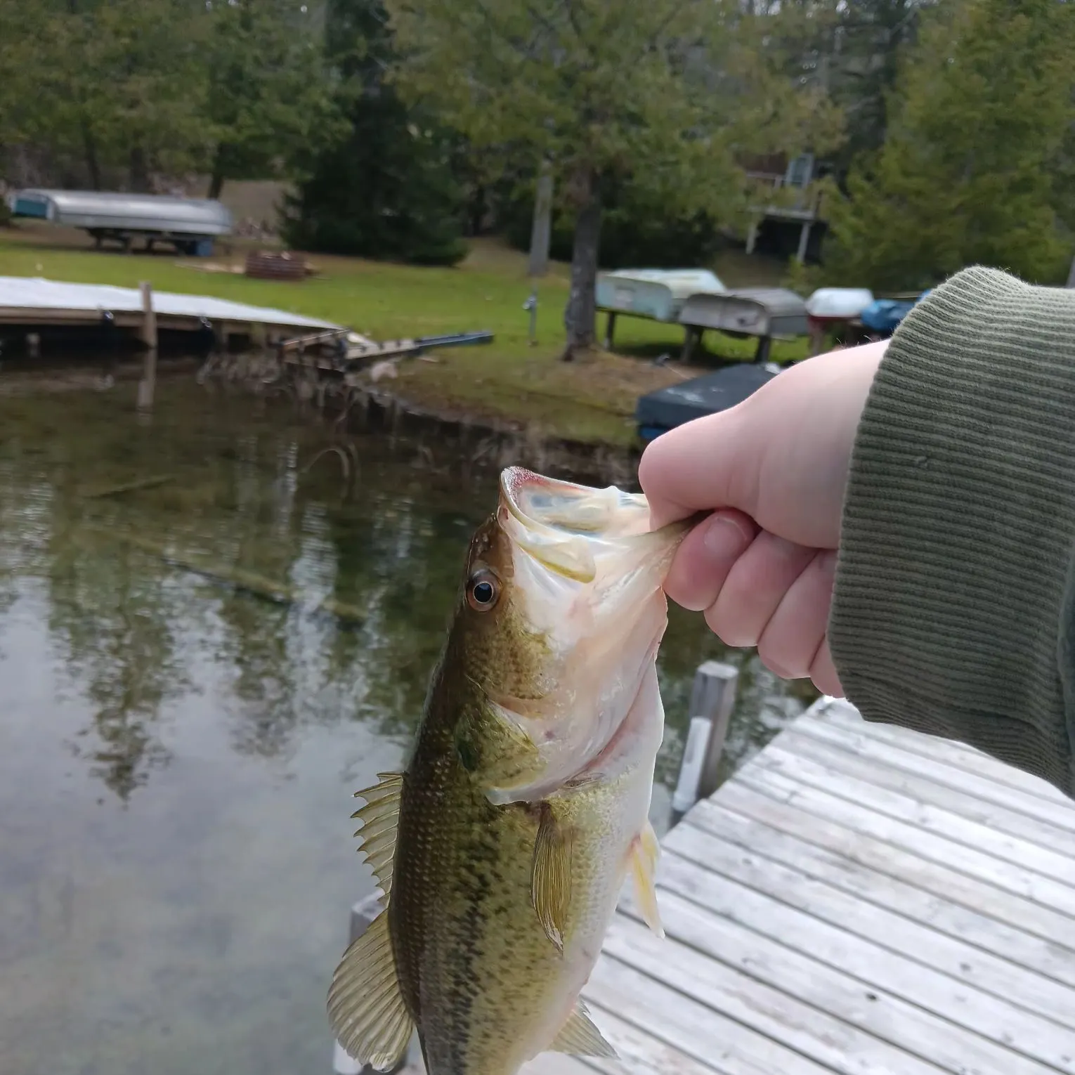 The most recent Meanmouth bass catches on Fishbrain