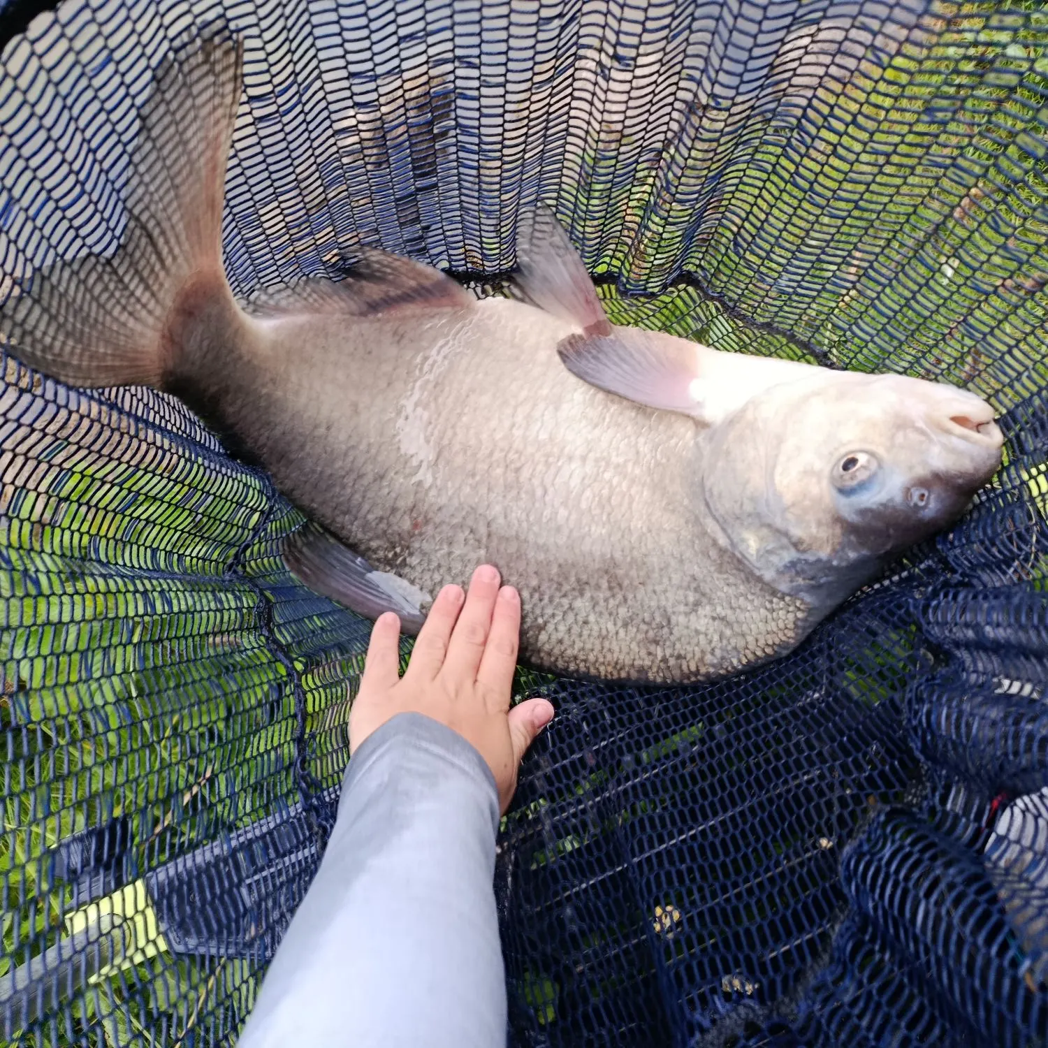 The most recent White bream catches on Fishbrain