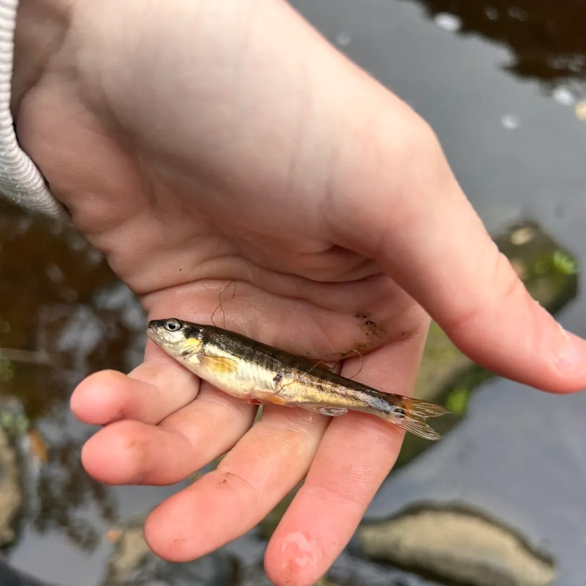The most recent Eurasian minnow catches on Fishbrain
