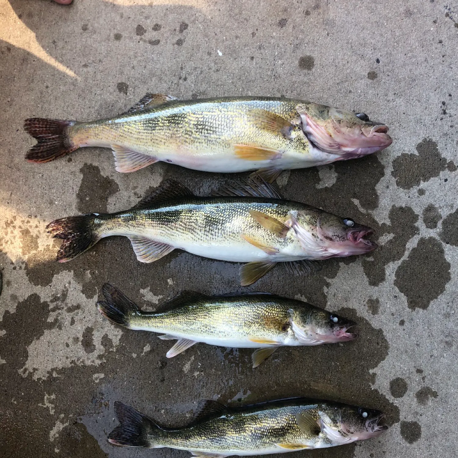 recently logged catches