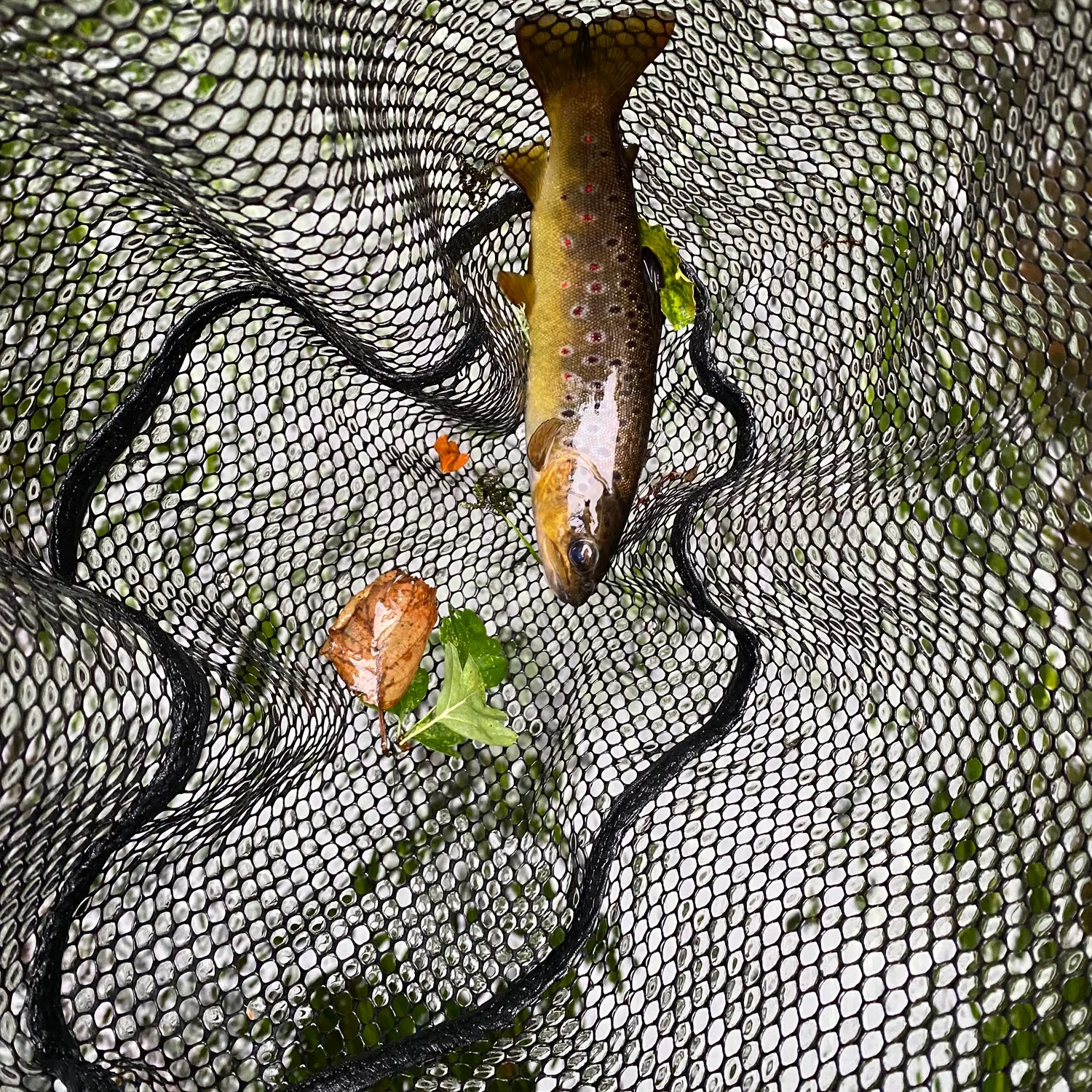 The most recent Brown trout catches on Fishbrain