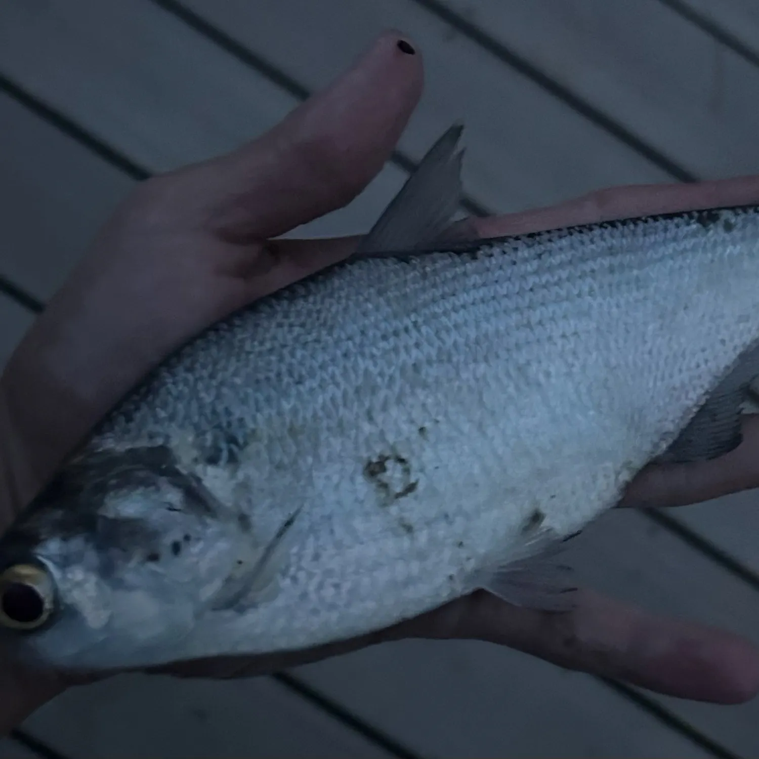 American gizzard shad caught on Fishbrain