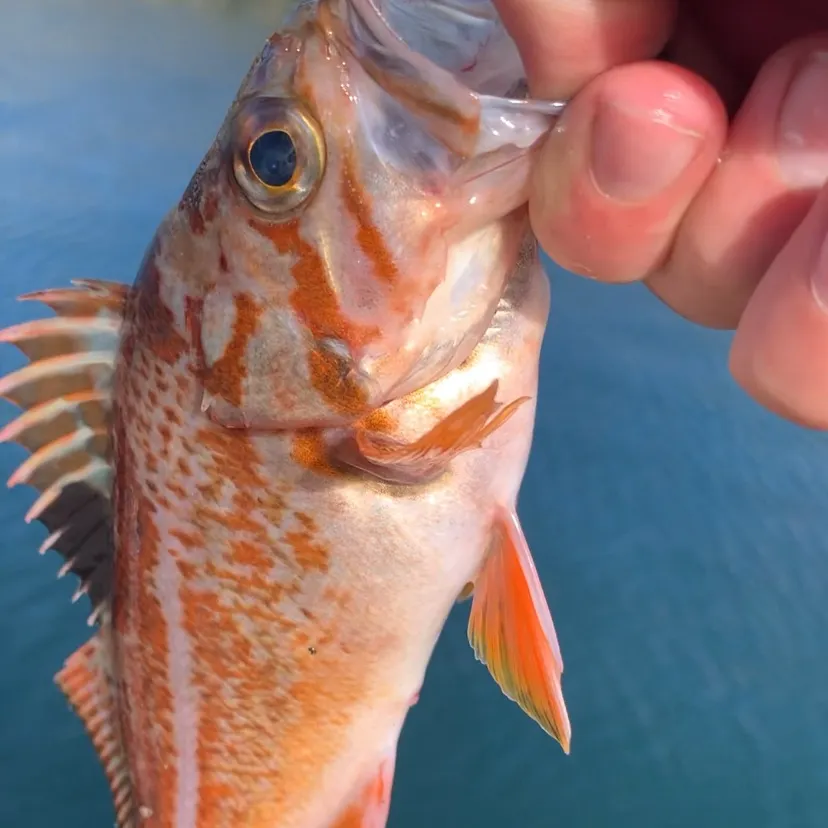 Canary rockfish caught on Fishbrain