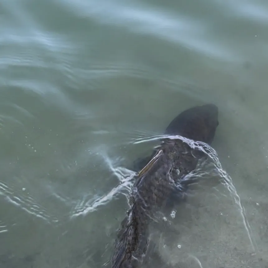 Common carp caught on Fishbrain