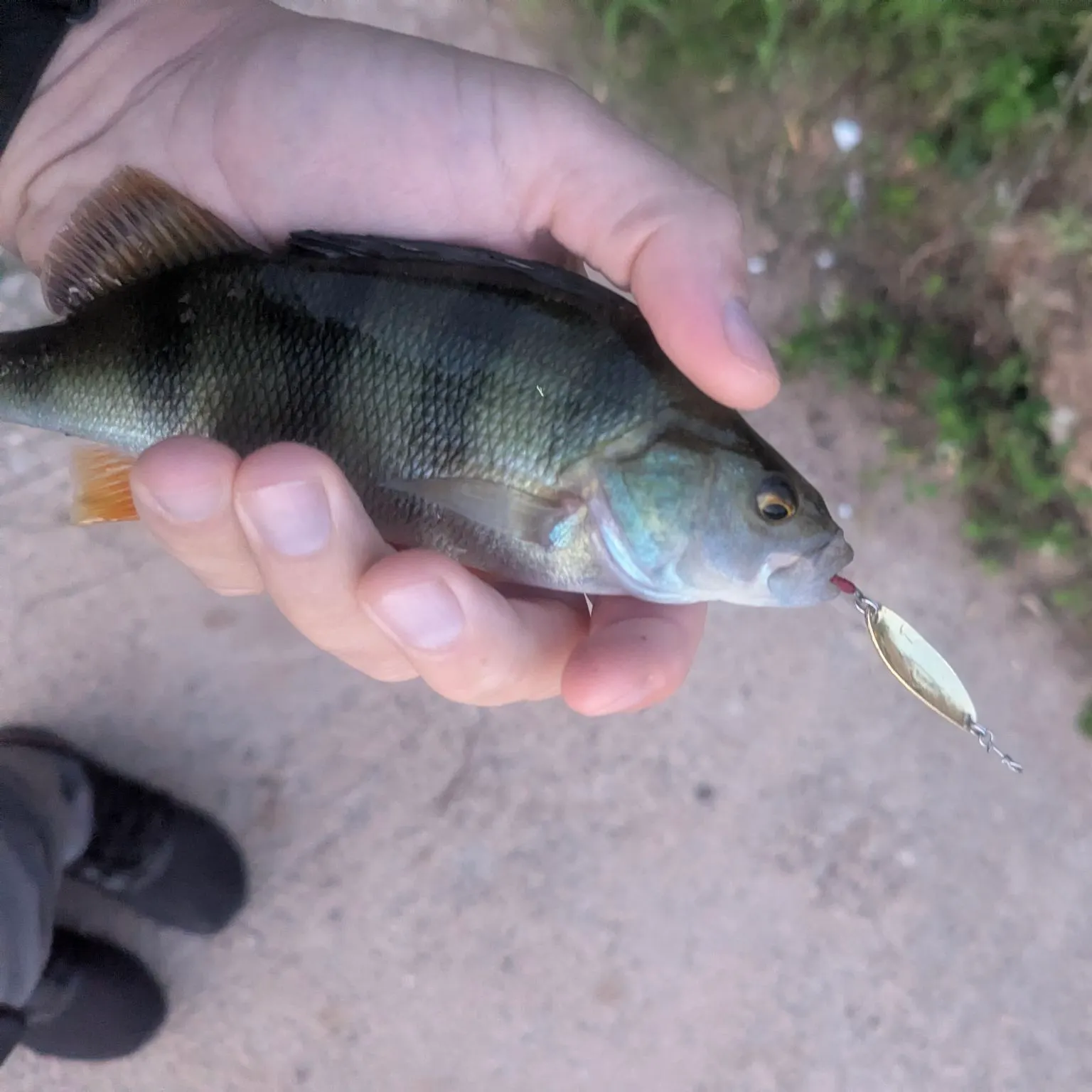 European perch caught on Fishbrain