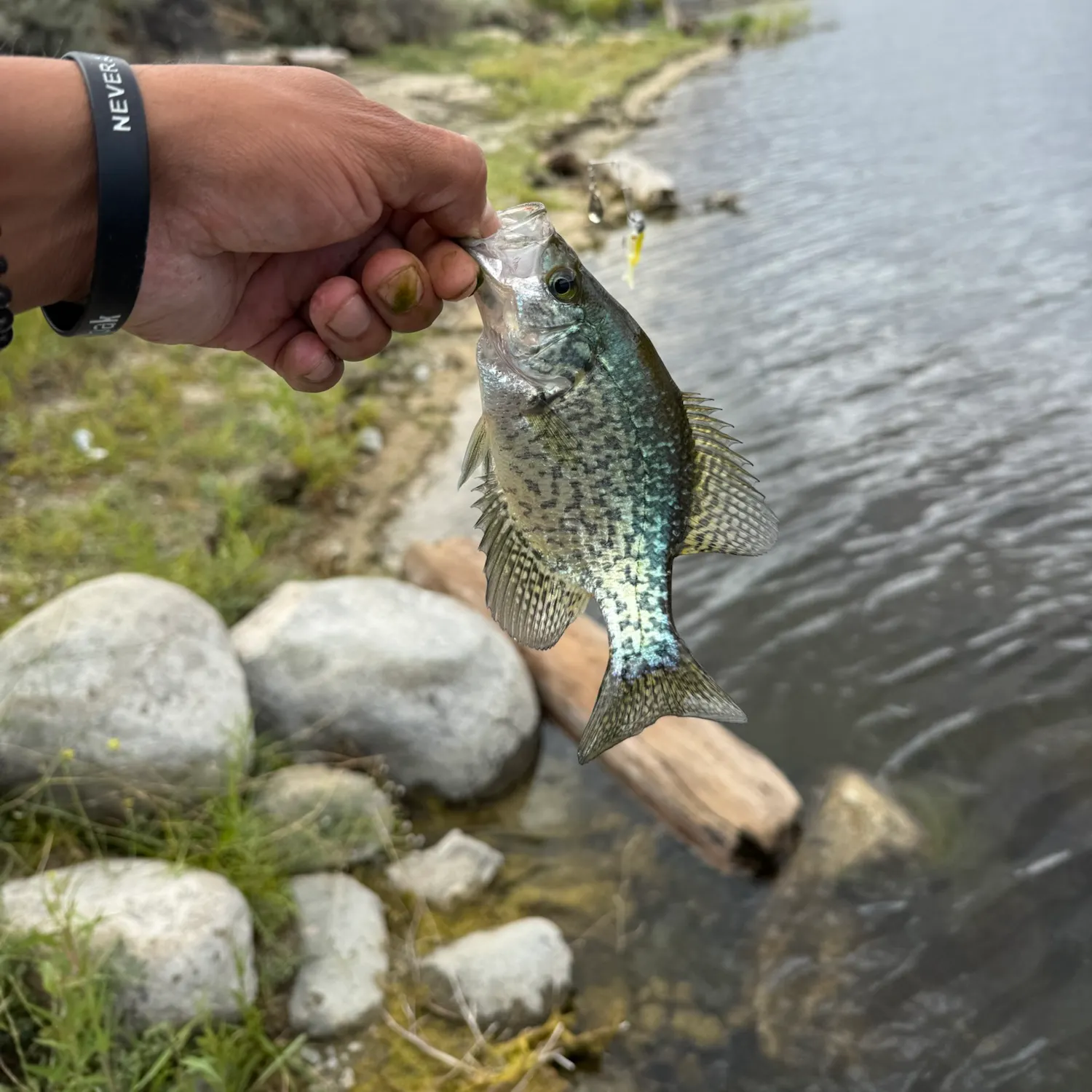Black crappie caught on Fishbrain
