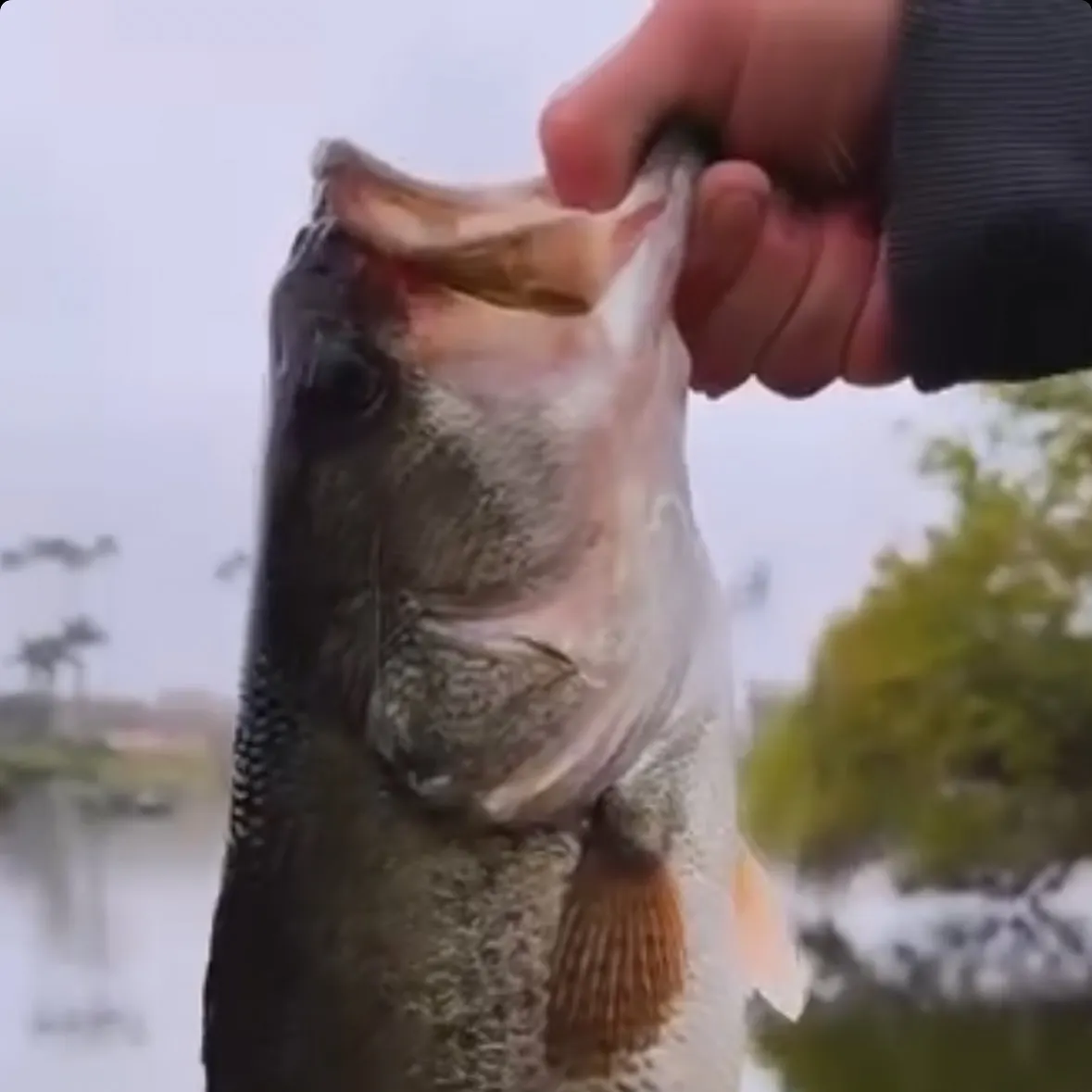 Largemouth bass caught on Fishbrain