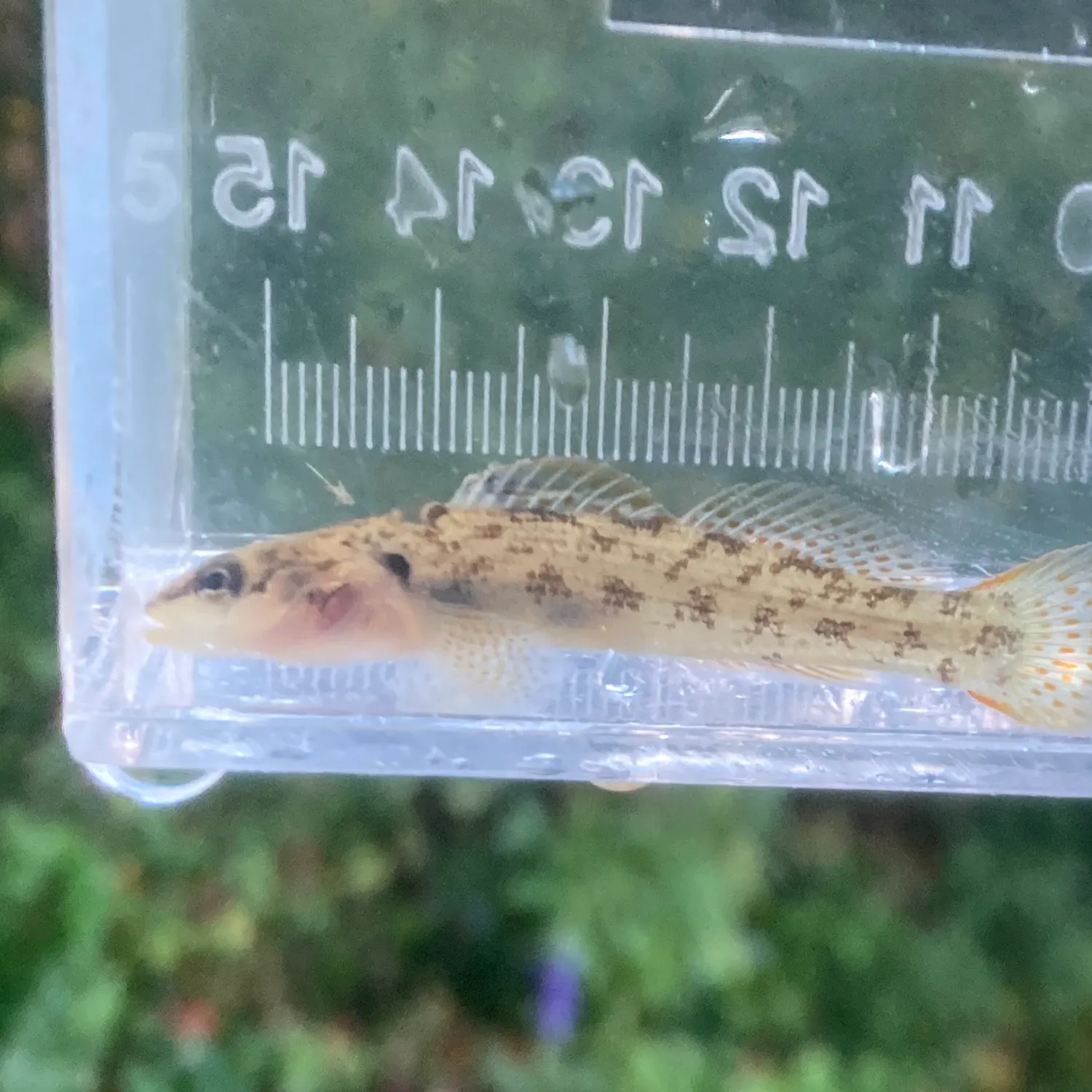 The most recent Slabrock darter catches on Fishbrain