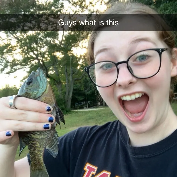 Bluegill caught on Fishbrain