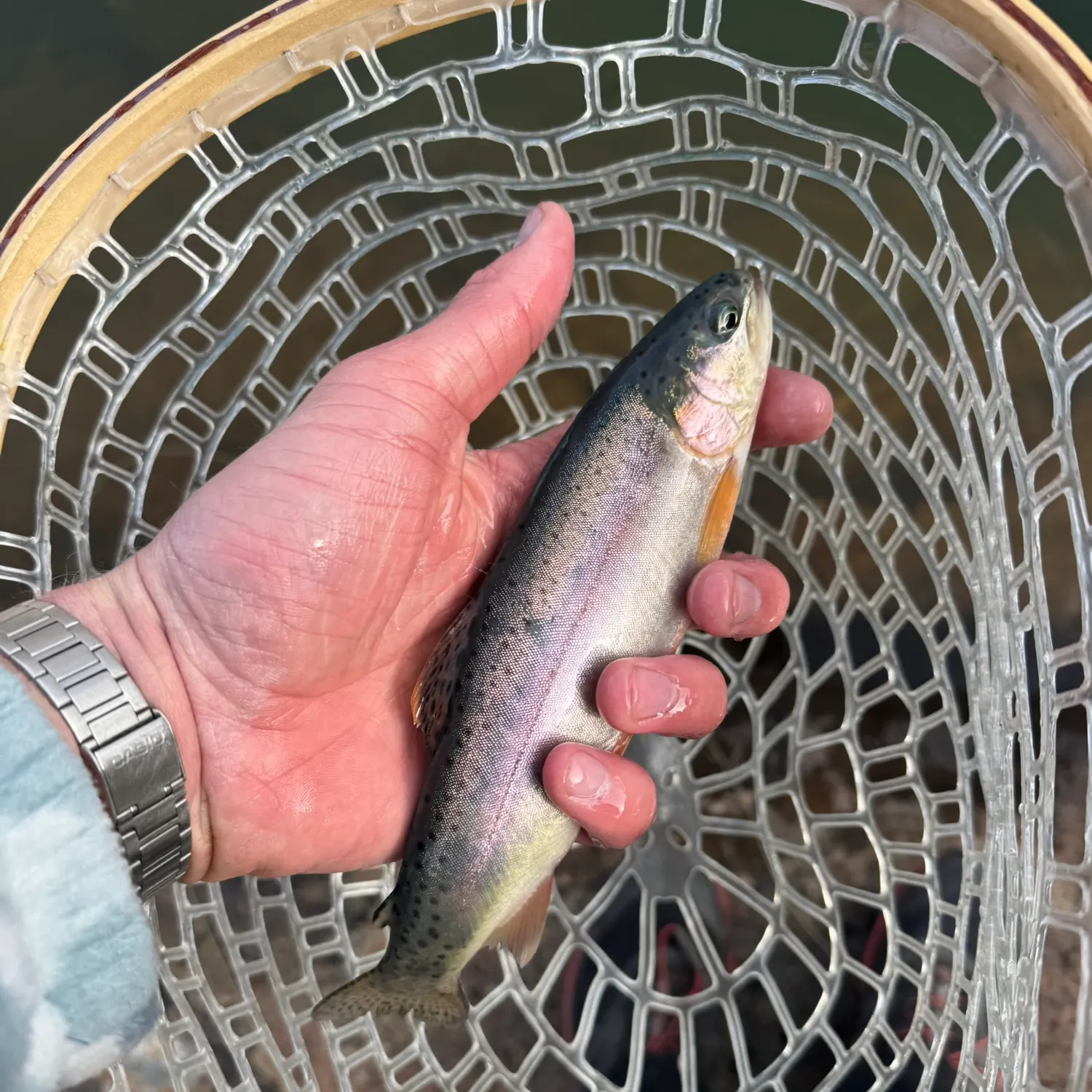 Cutthroat trout caught on Fishbrain