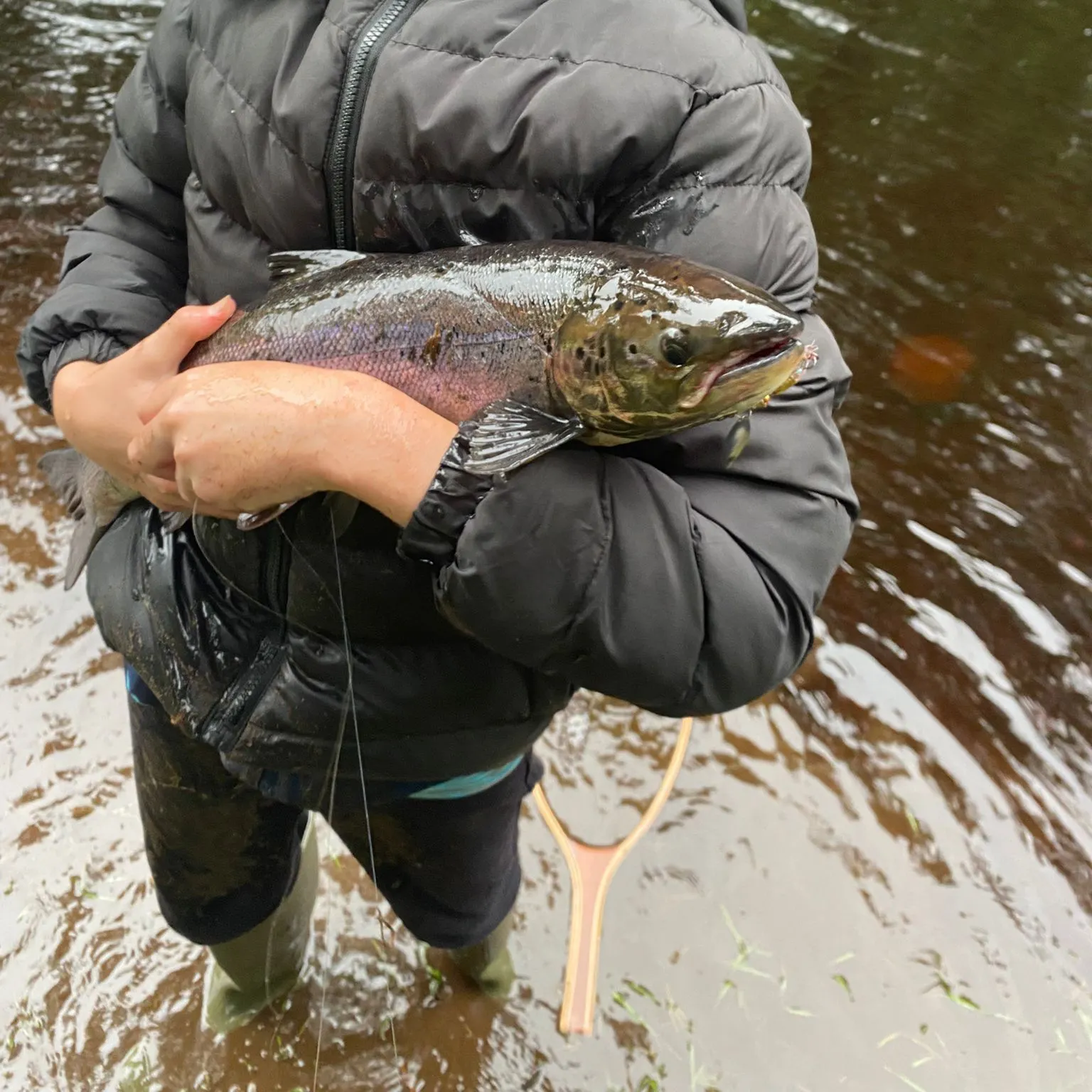 Atlantic salmon caught on Fishbrain