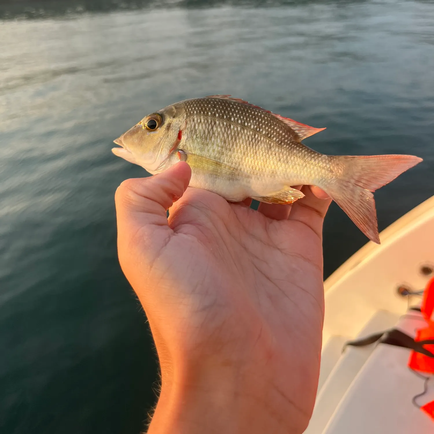 The most recent Pink ear emperor catches on Fishbrain