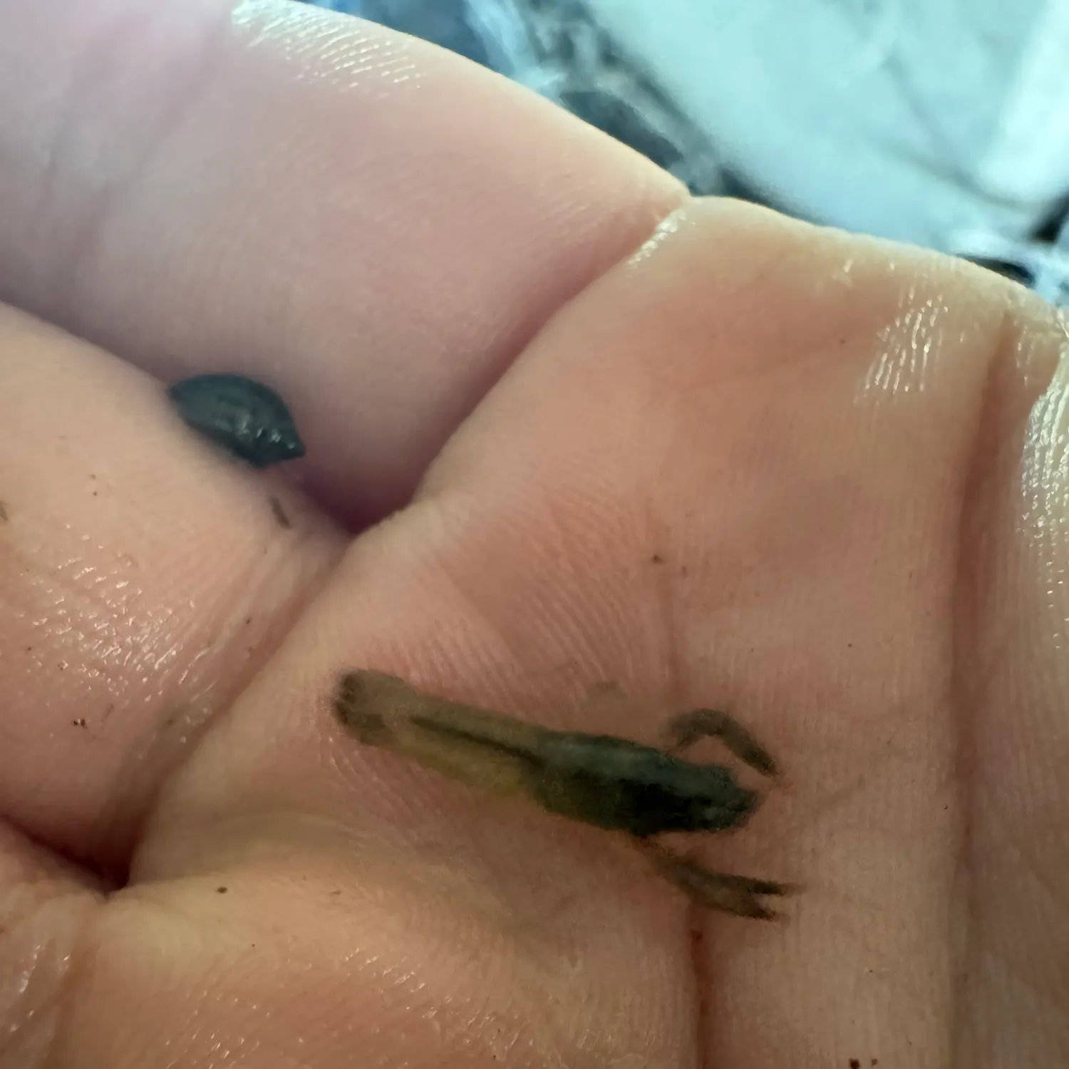 The most recent Rusty crayfish catches on Fishbrain
