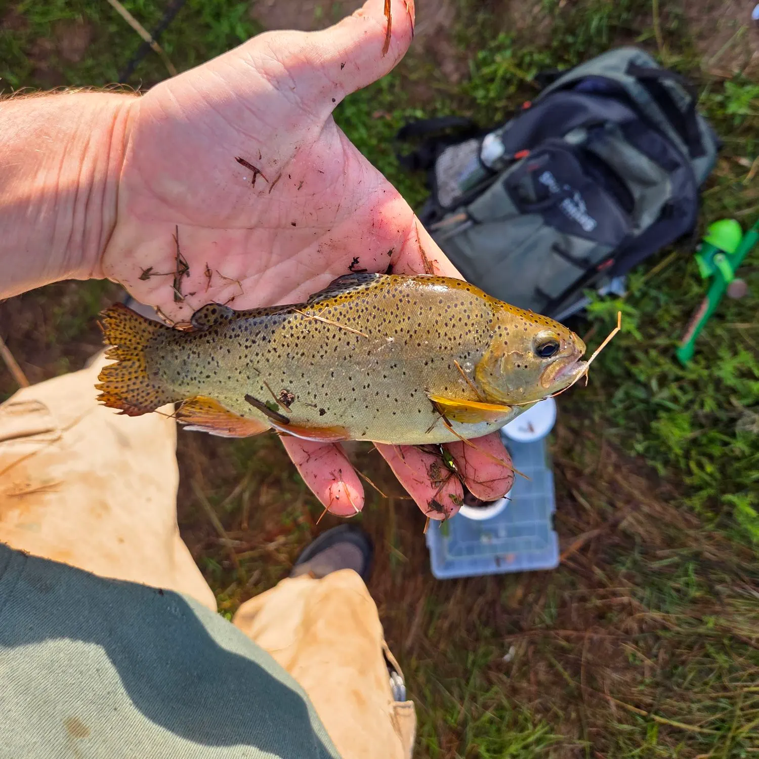 Cutthroat trout caught on Fishbrain