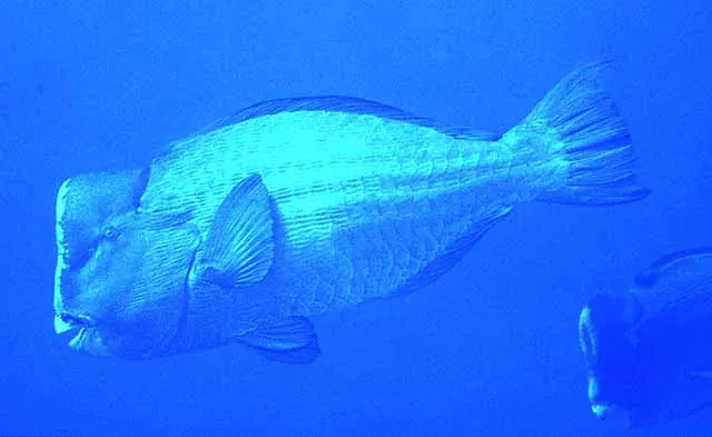 Green humphead parrotfish