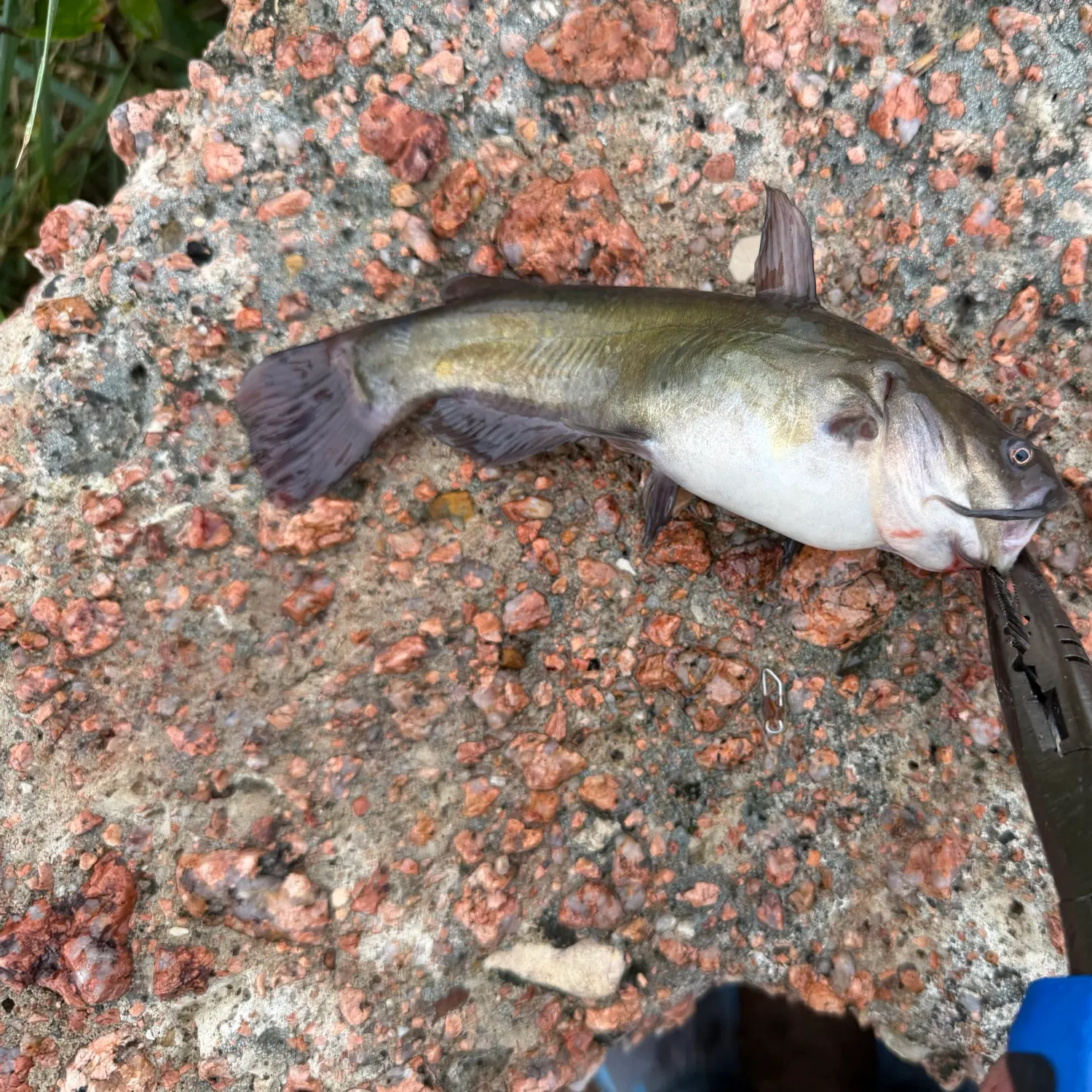 Fish caught on Fishbrain