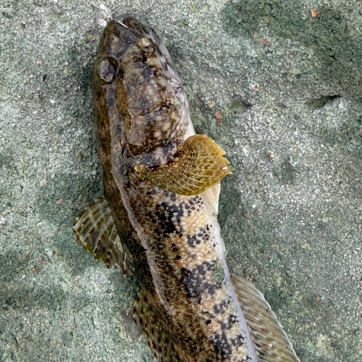 The most recent Giant goby catches on Fishbrain