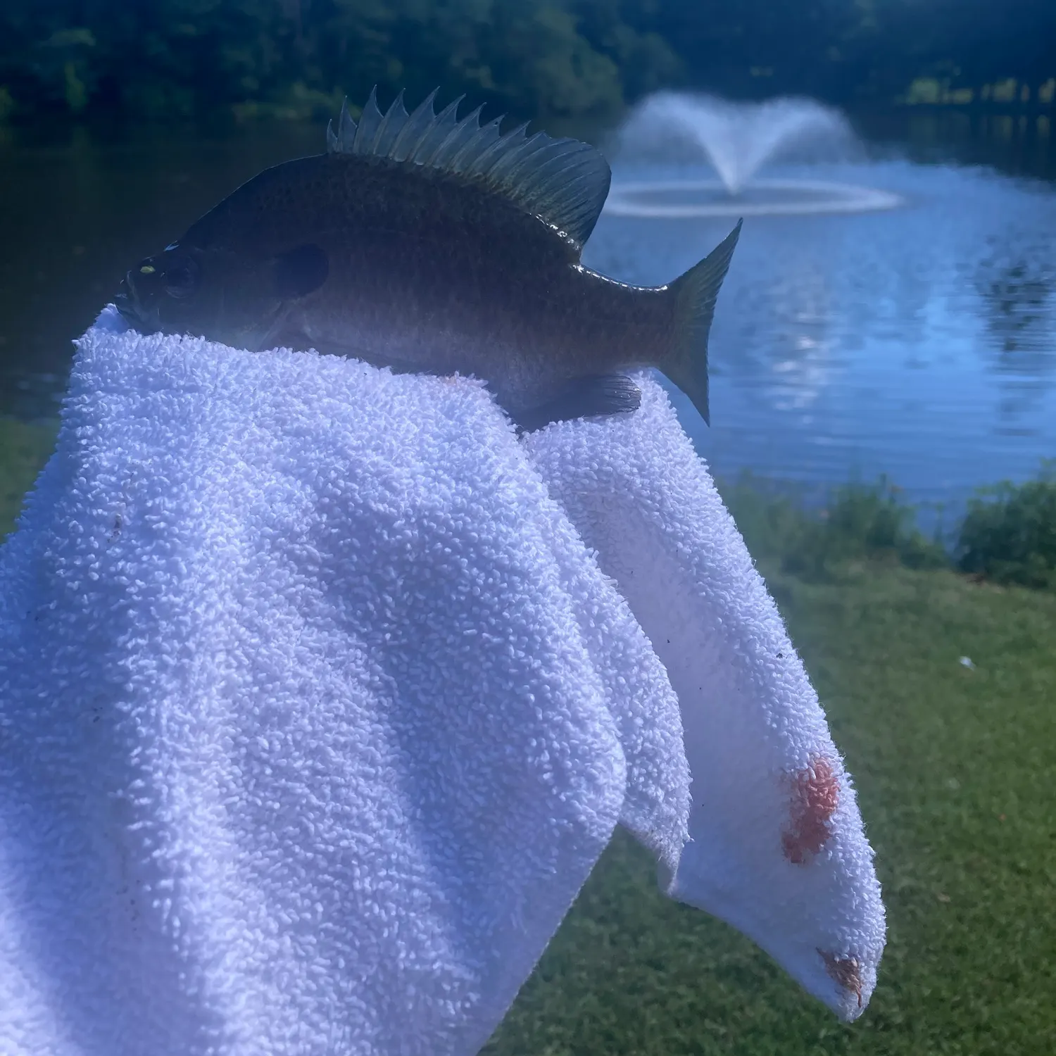 Bluegill caught on Fishbrain