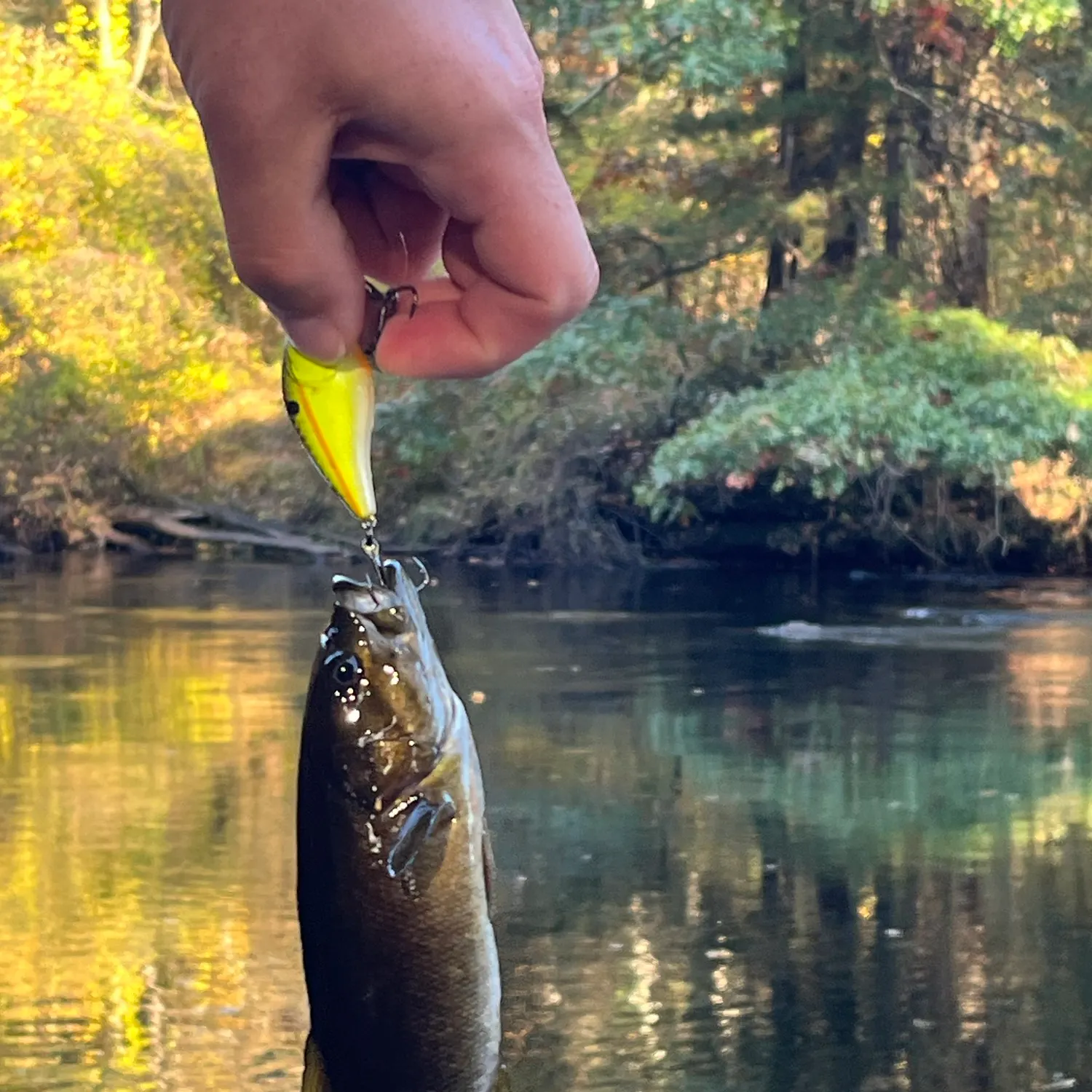Smallmouth bass caught on Fishbrain