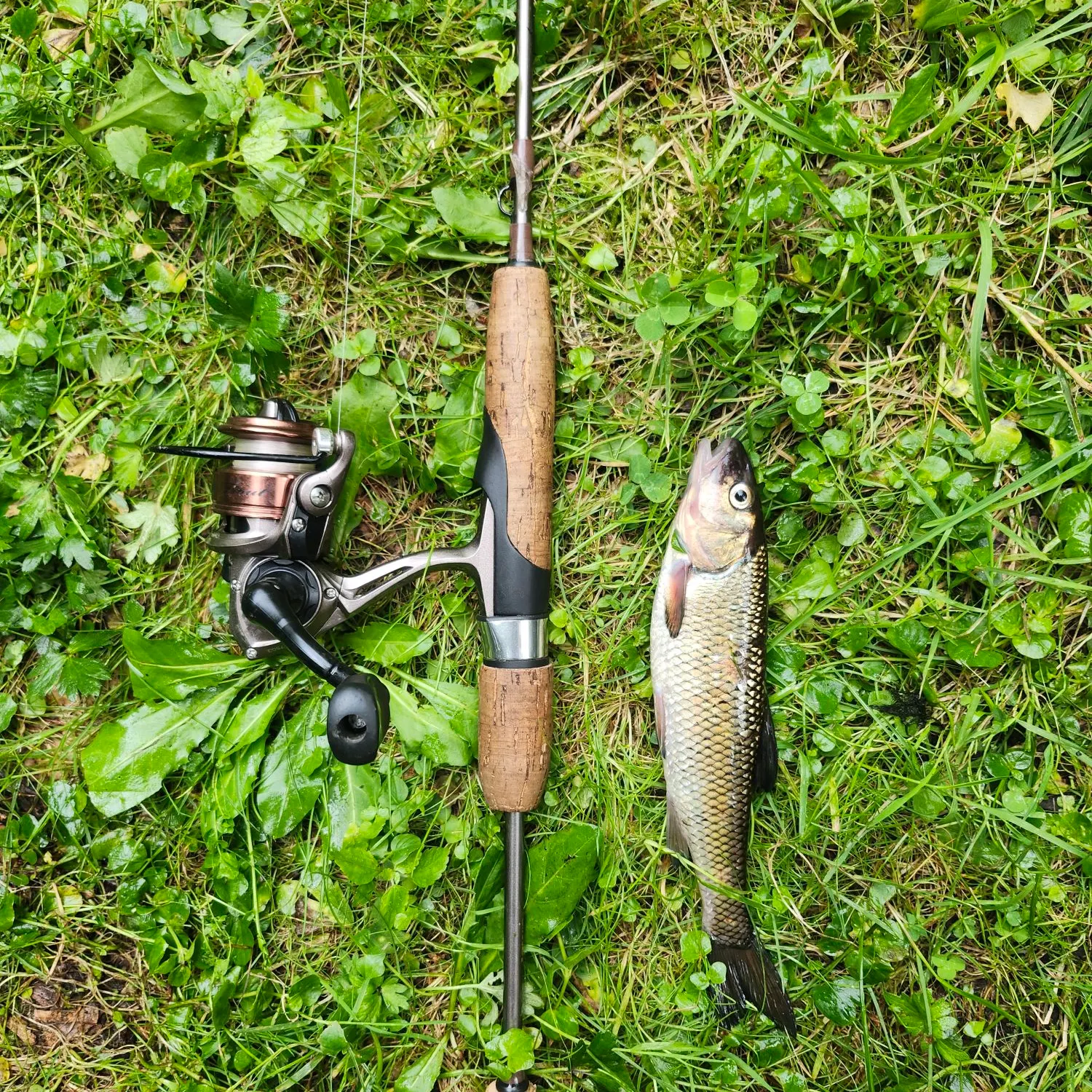 Fallfish caught on Fishbrain
