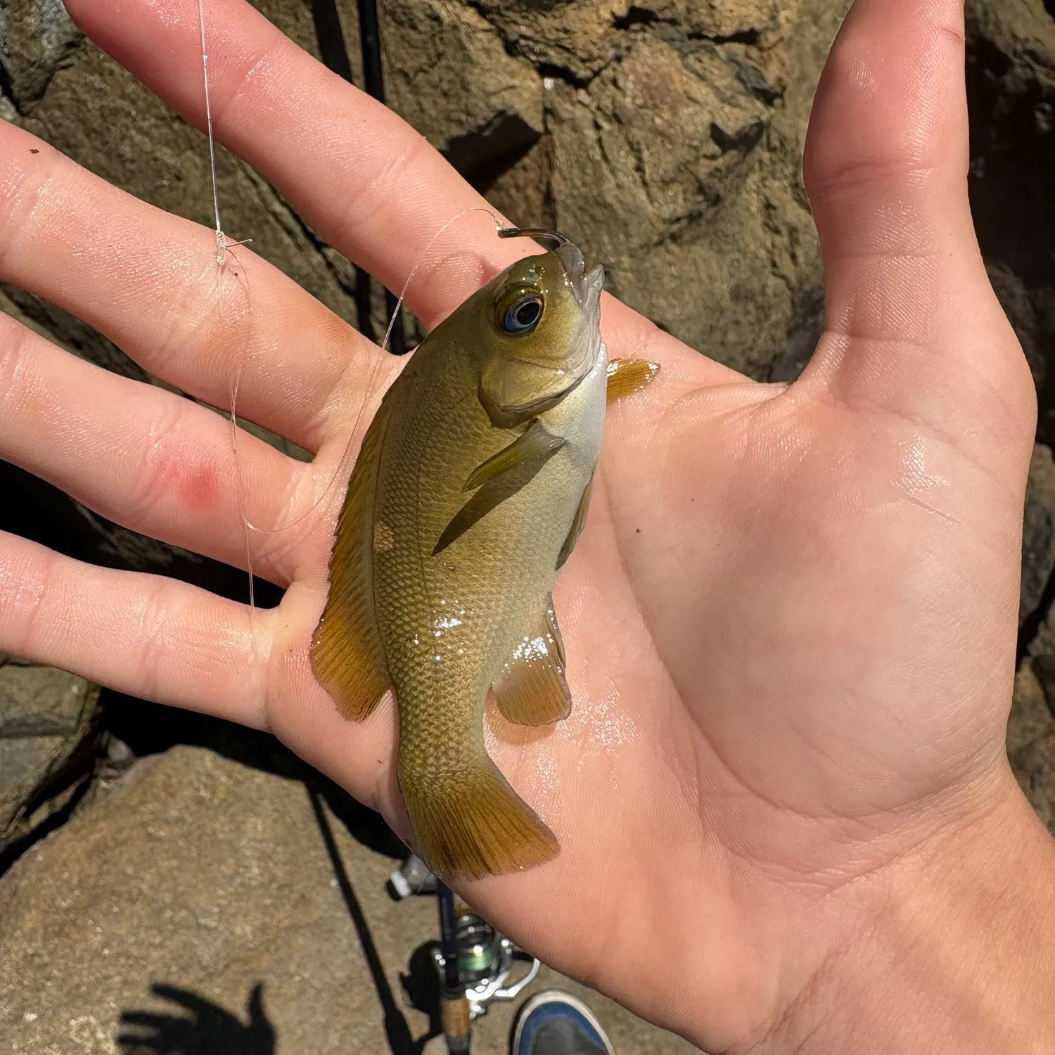 The most recent Opaleye catches on Fishbrain