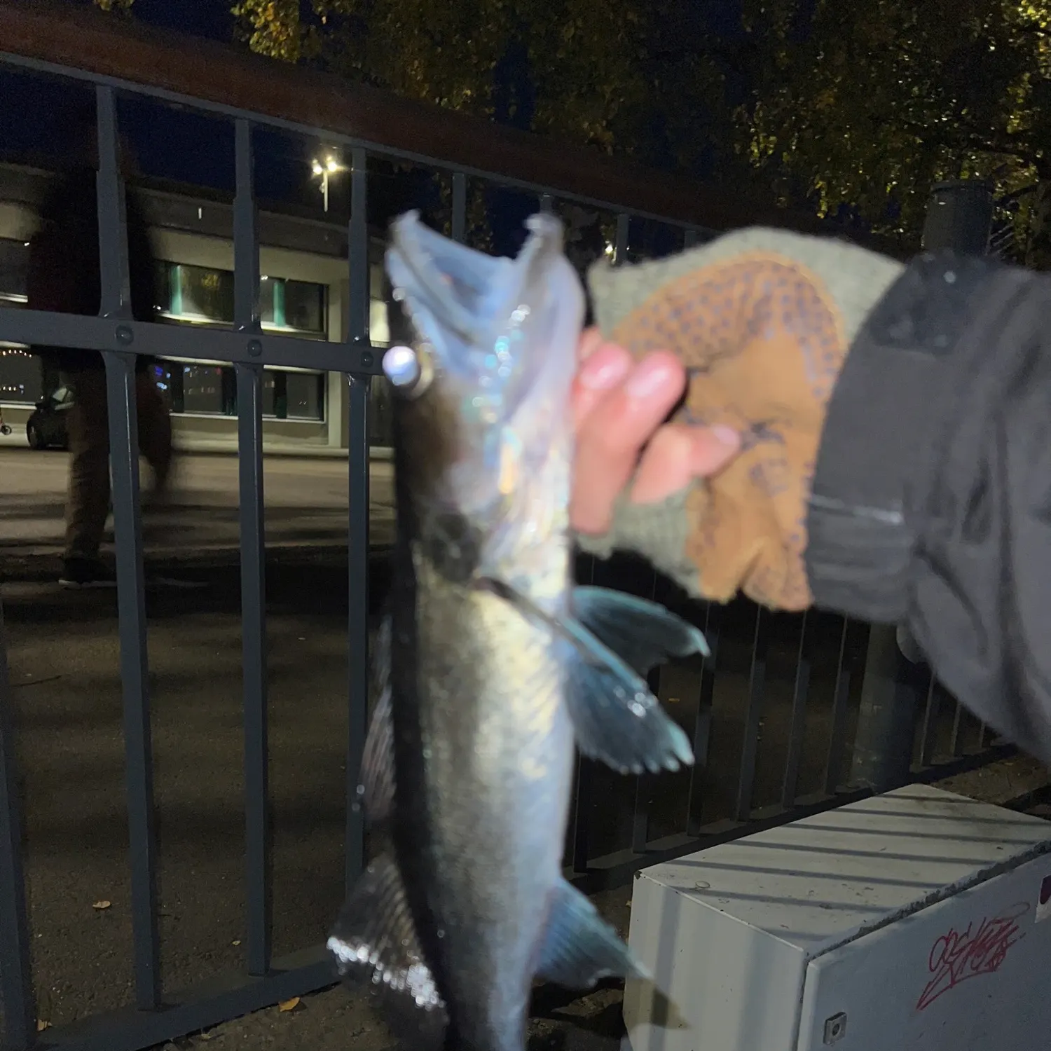 catch