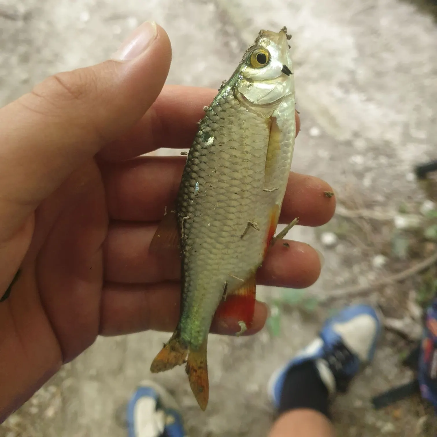 Common roach caught on Fishbrain
