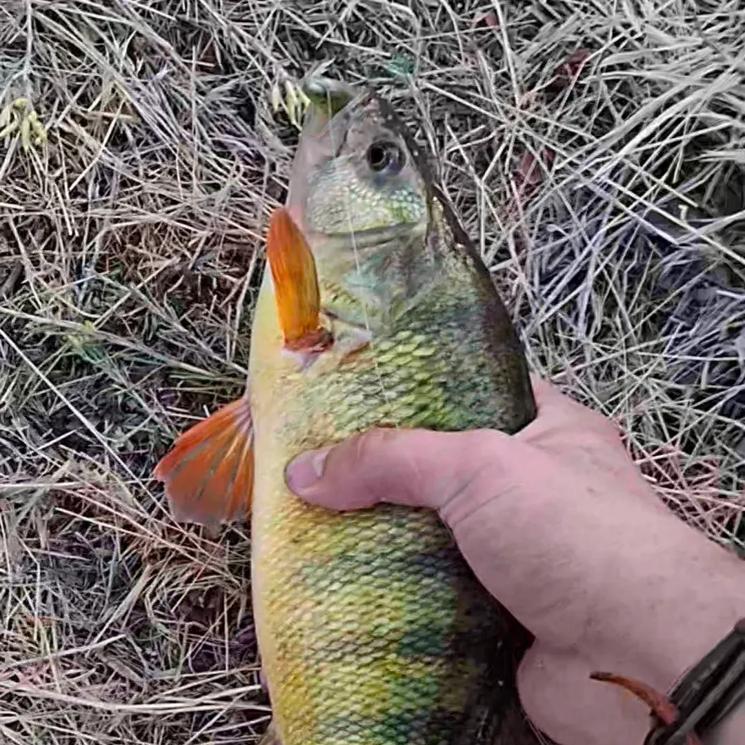 Yellow perch caught on Fishbrain