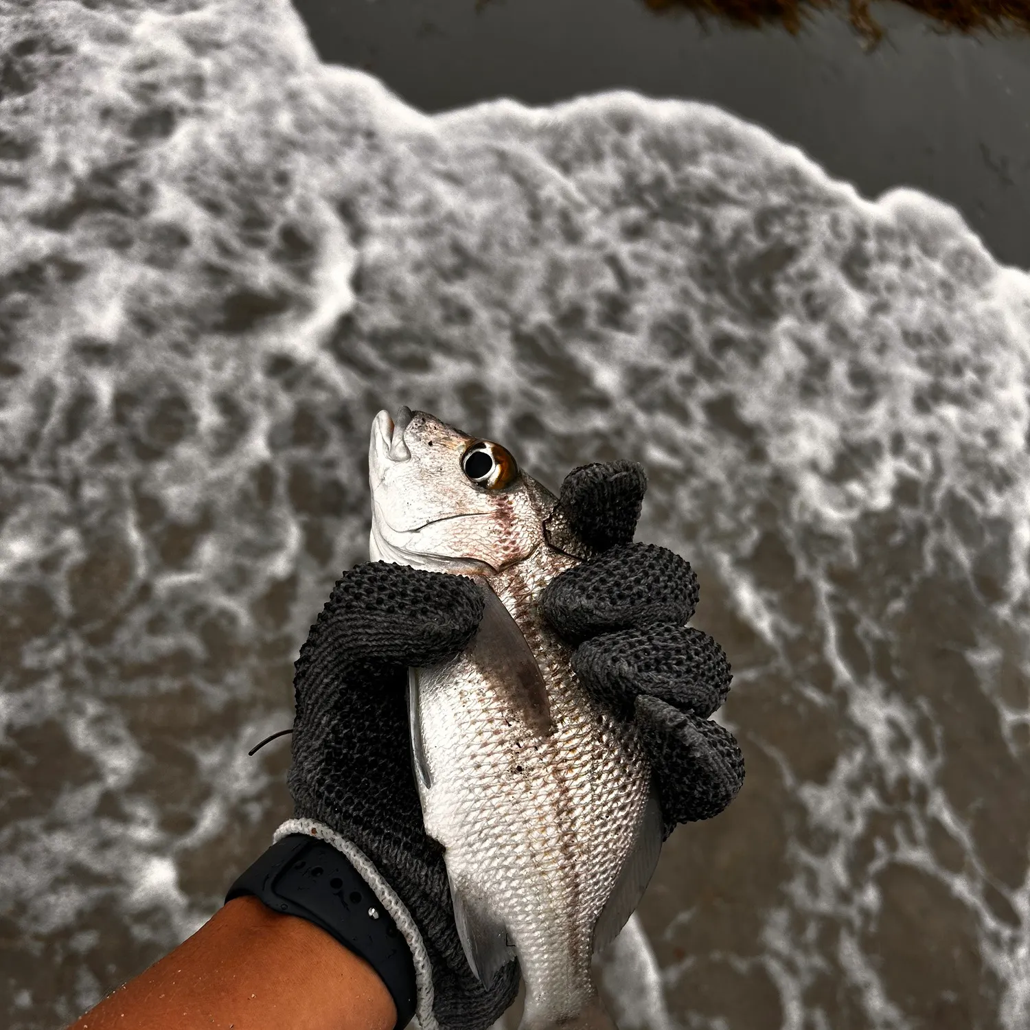 White grunt caught on Fishbrain