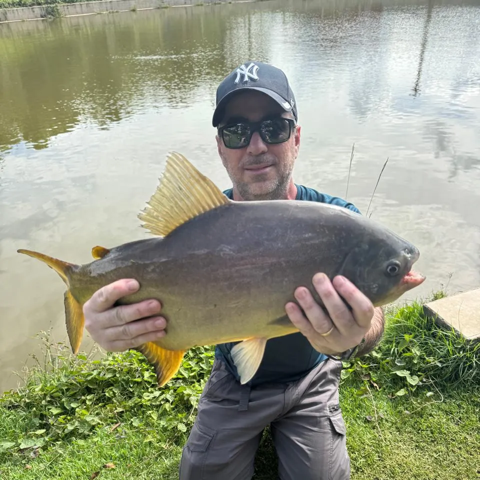 The most recent Small-scaled pacu catches on Fishbrain