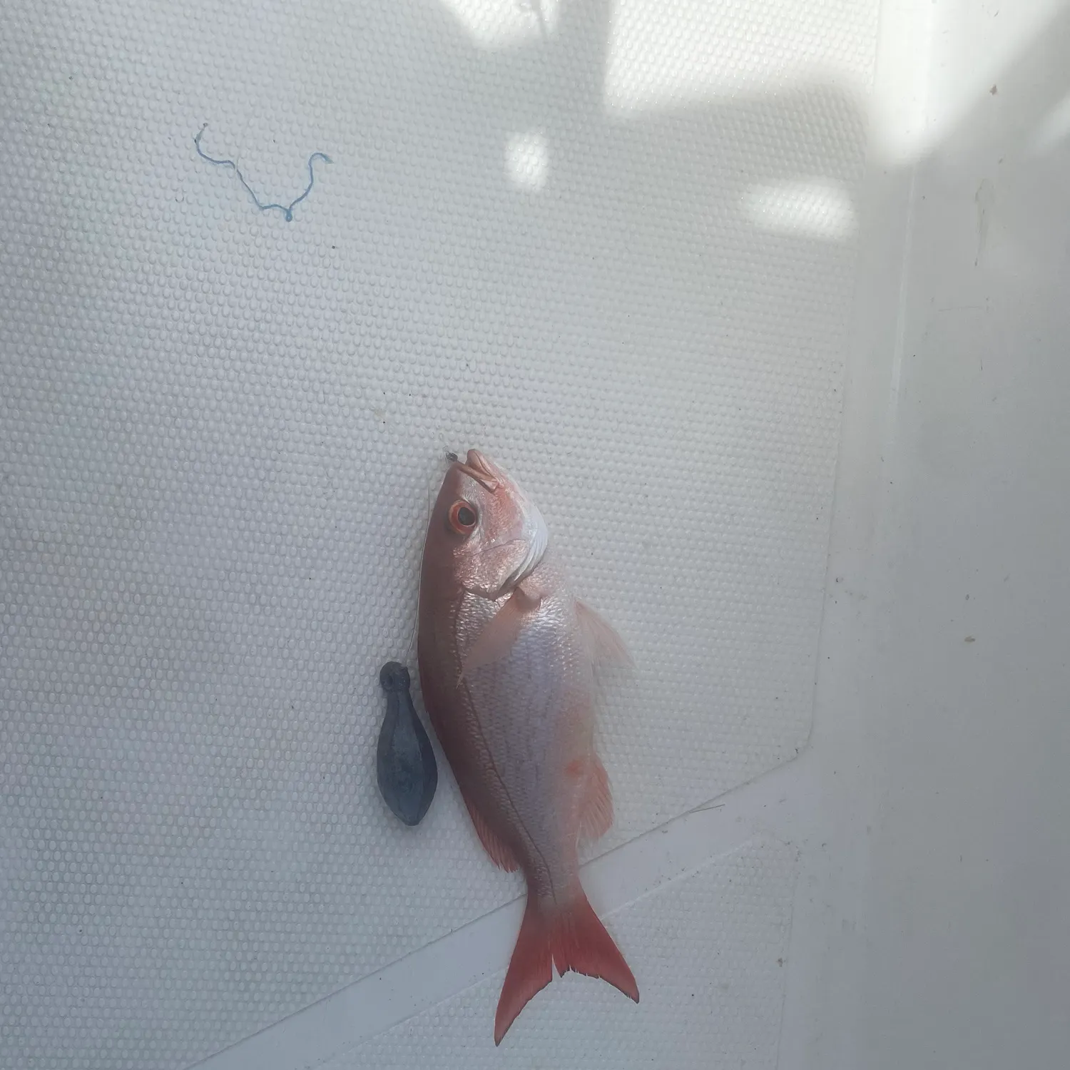 The most recent Vermilion snapper catches on Fishbrain