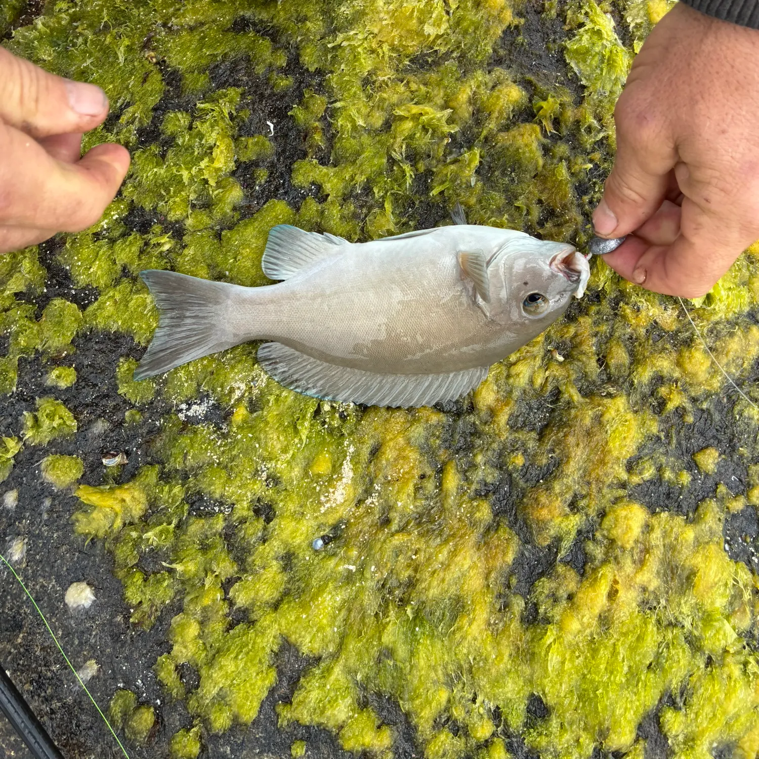 Fish caught on Fishbrain
