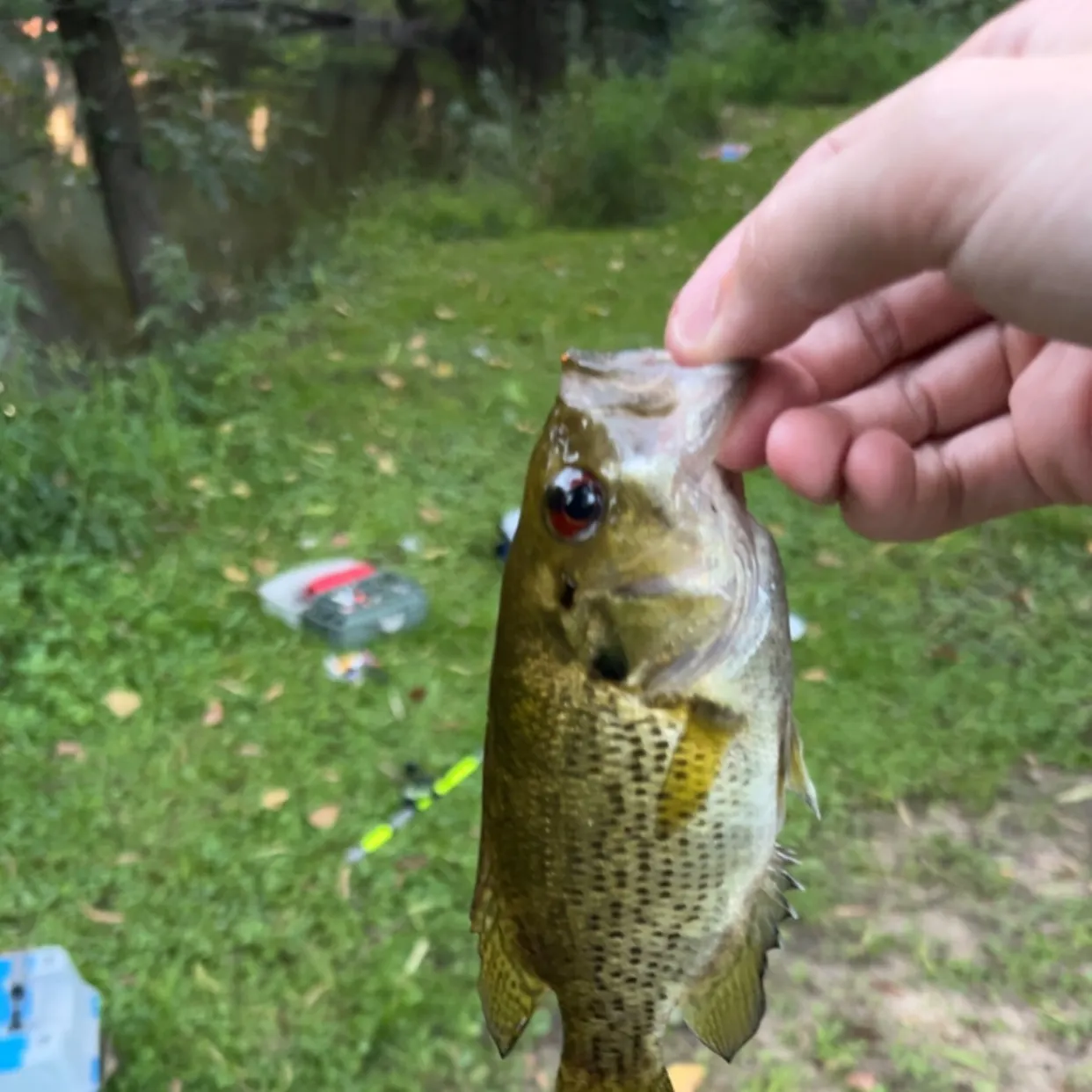 Rock bass caught on Fishbrain