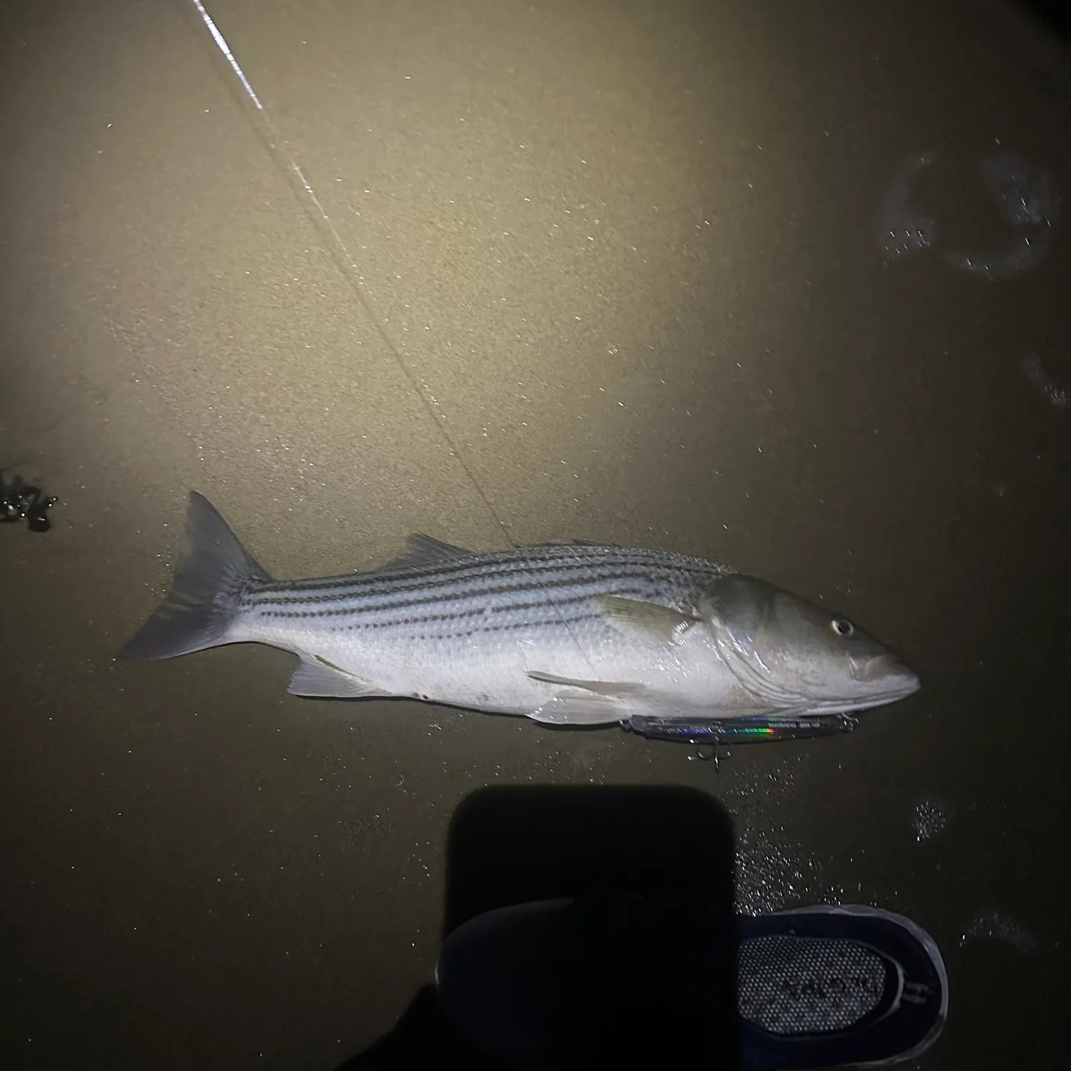 Striped bass caught on Fishbrain