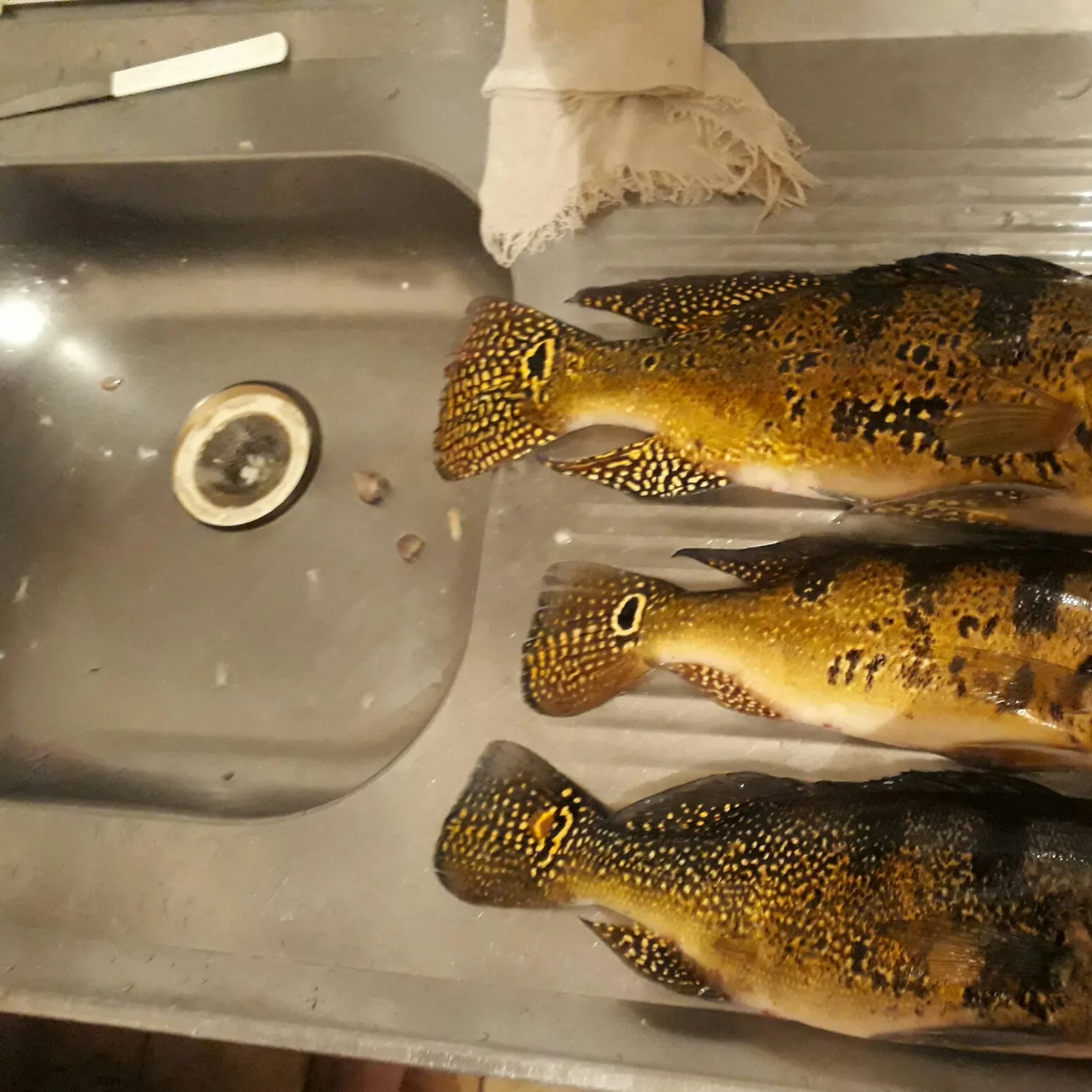 recently logged catches