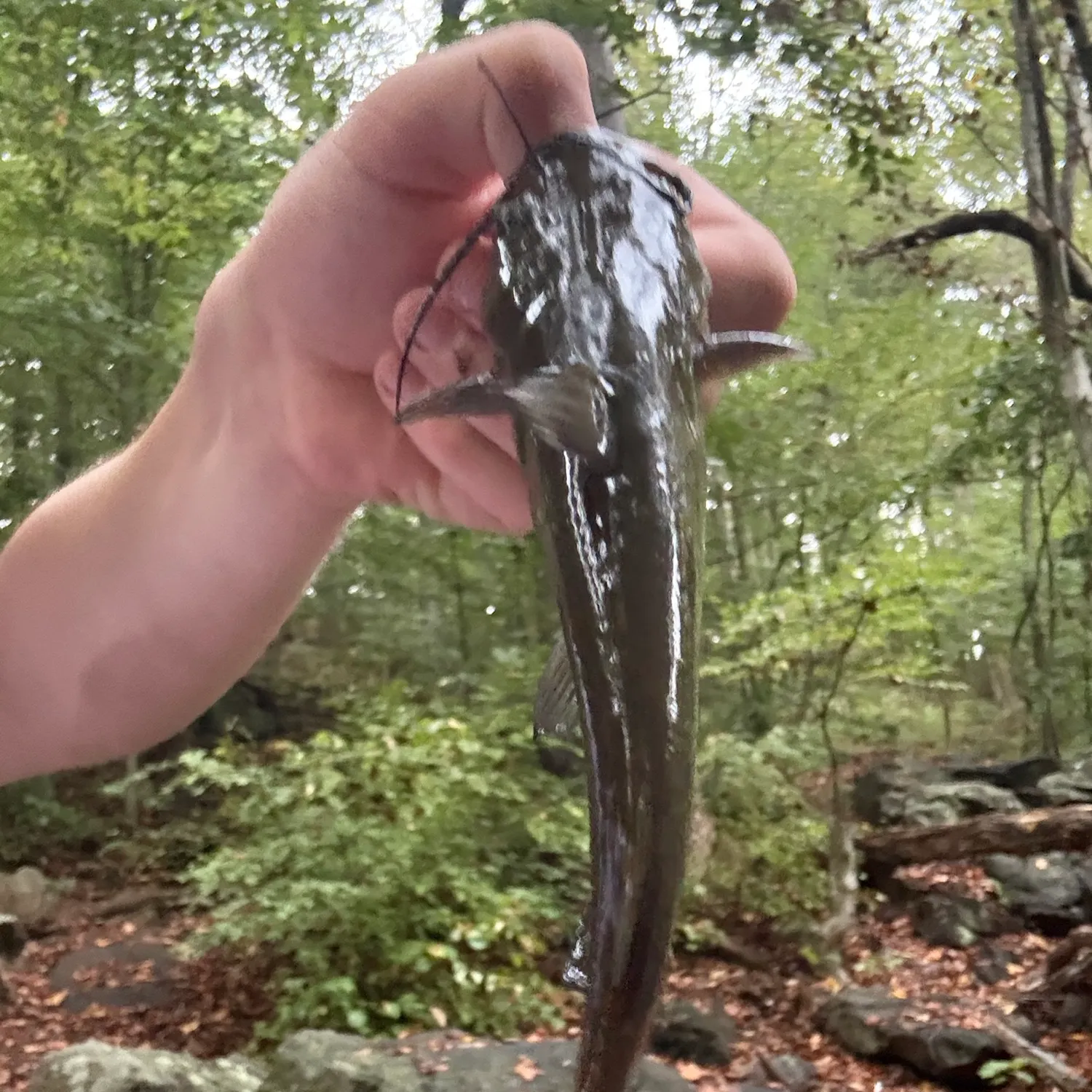 Yellow bullhead caught on Fishbrain