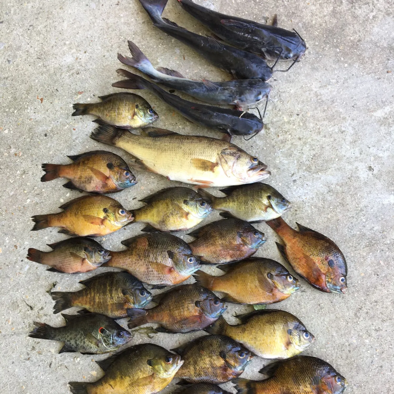 recently logged catches