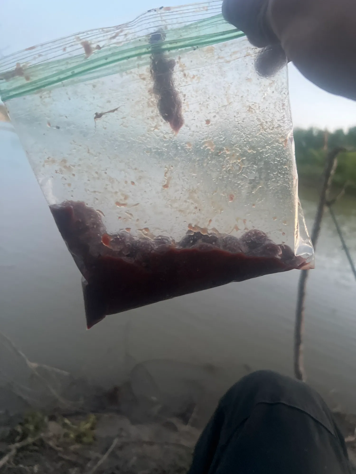 Beef Liver