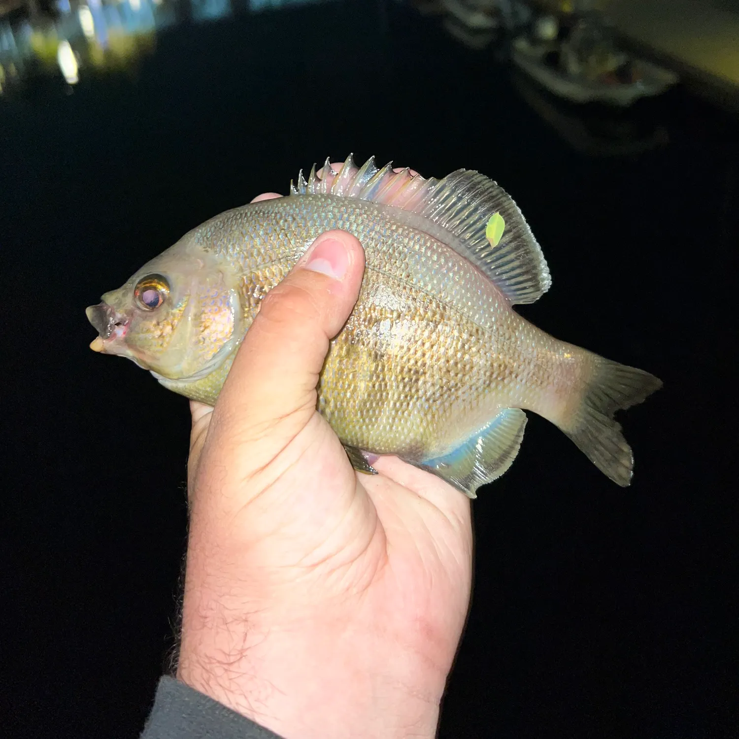 The most recent Opaleye catches on Fishbrain