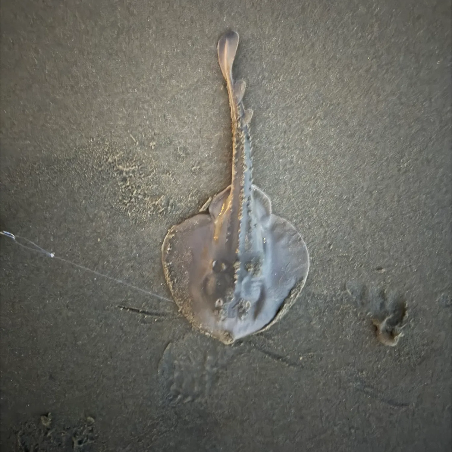 The most recent Thornback ray catches on Fishbrain