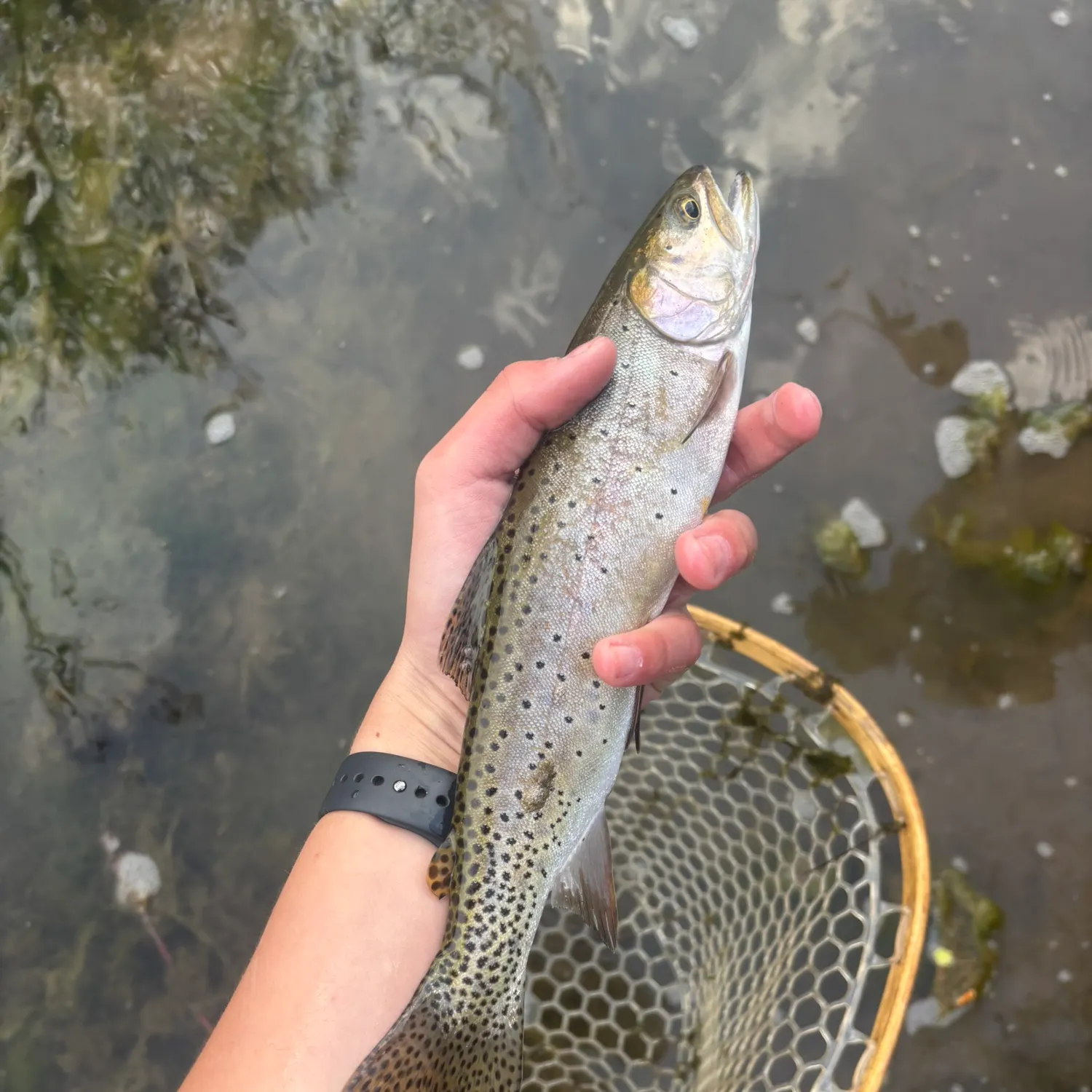The most recent Cutthroat trout catches on Fishbrain