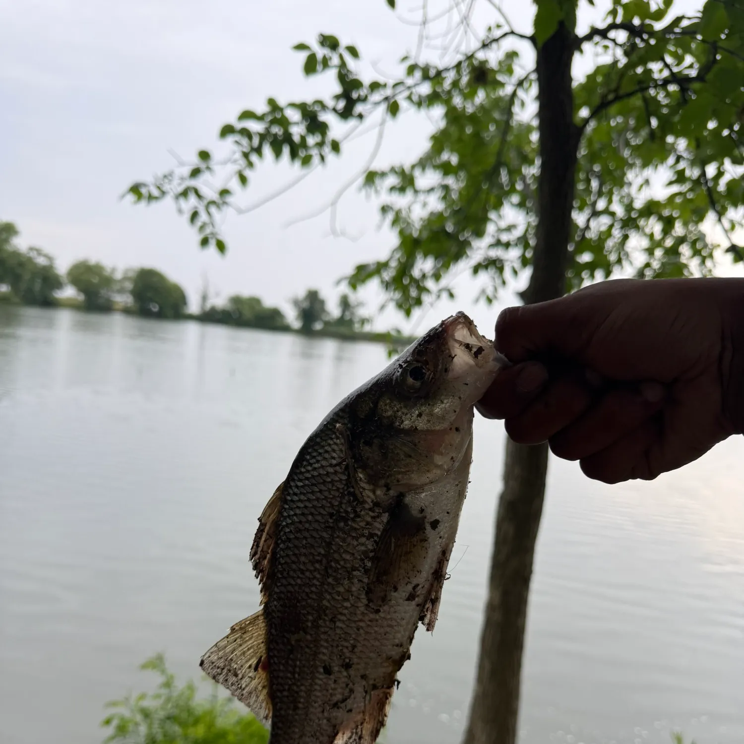 The most recent White perch catches on Fishbrain