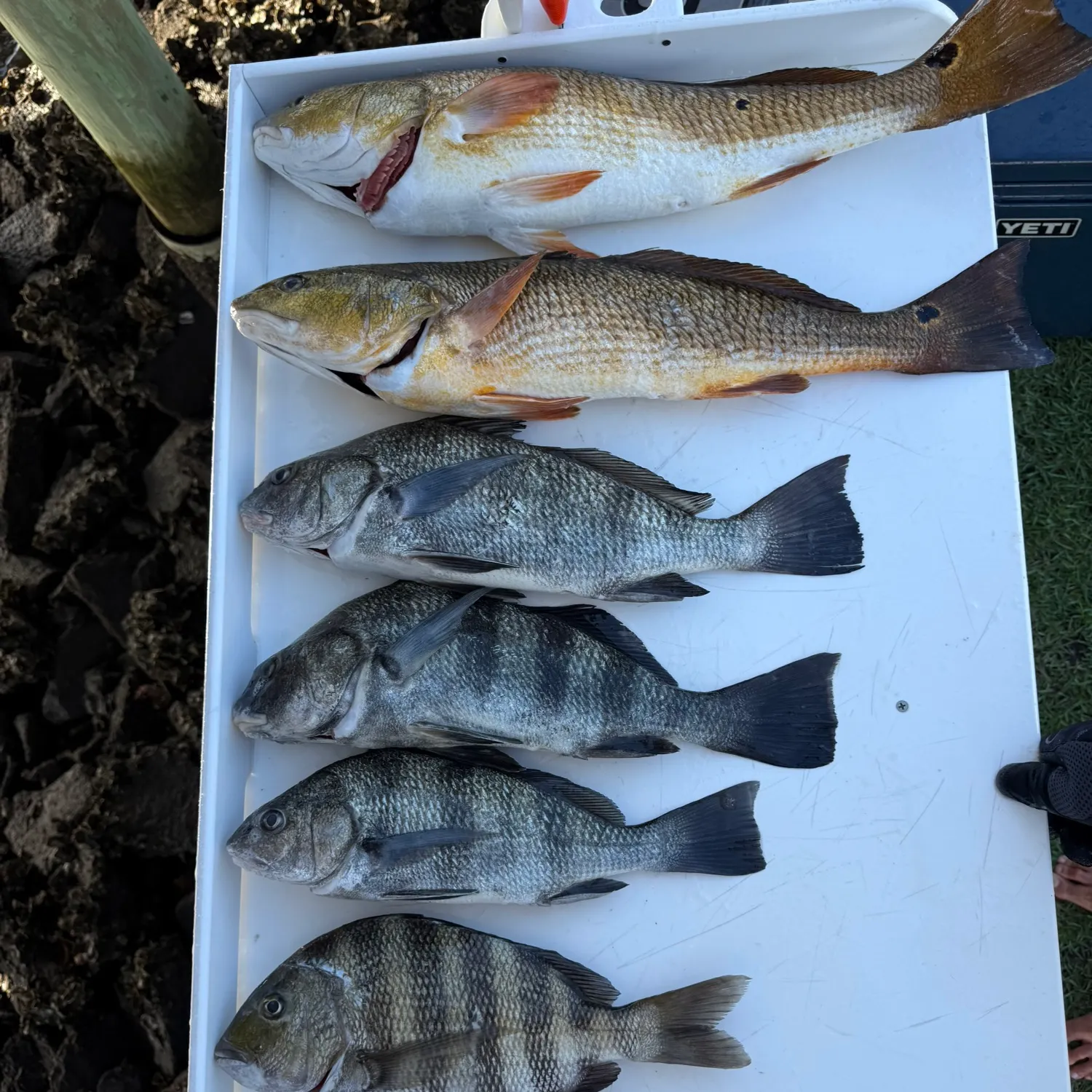 Red drum caught on Fishbrain