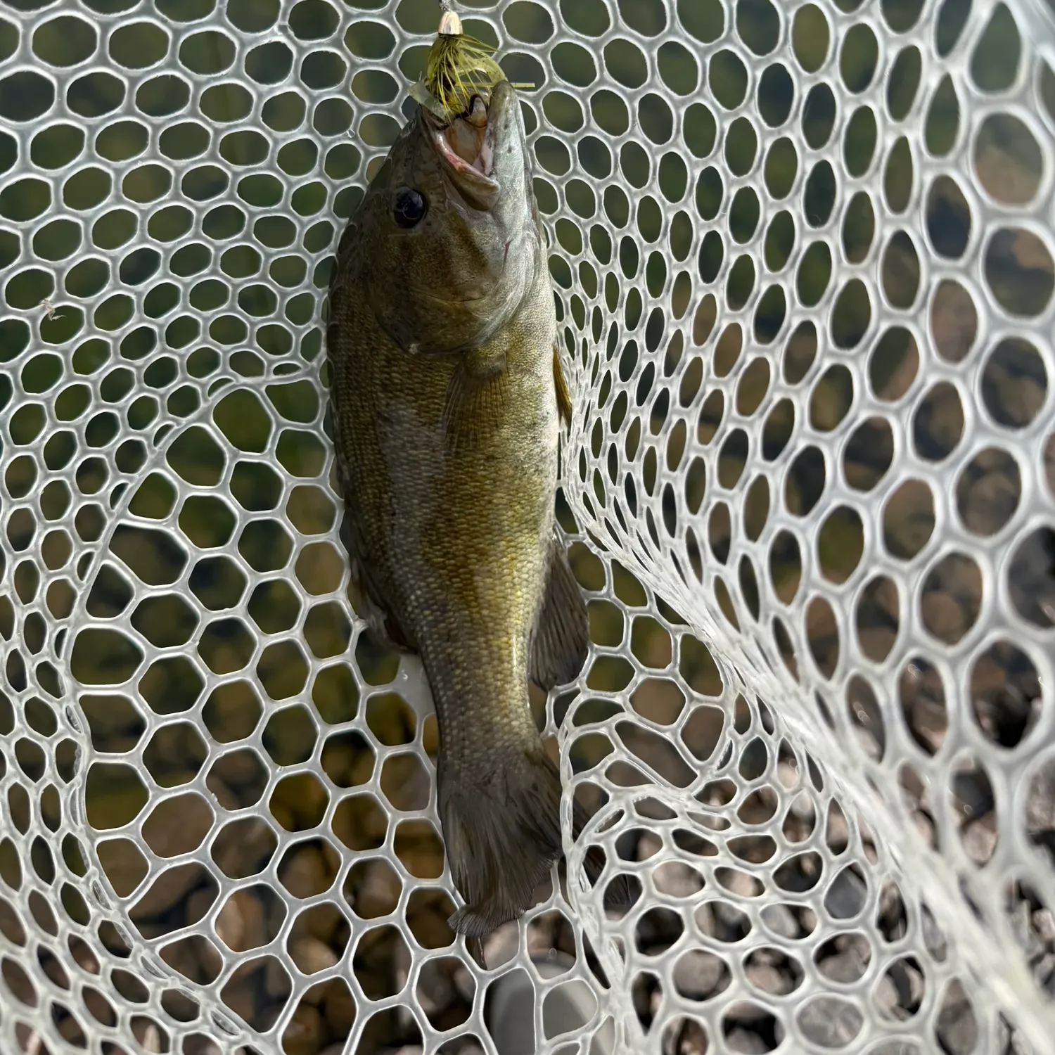 Smallmouth bass caught on Fishbrain