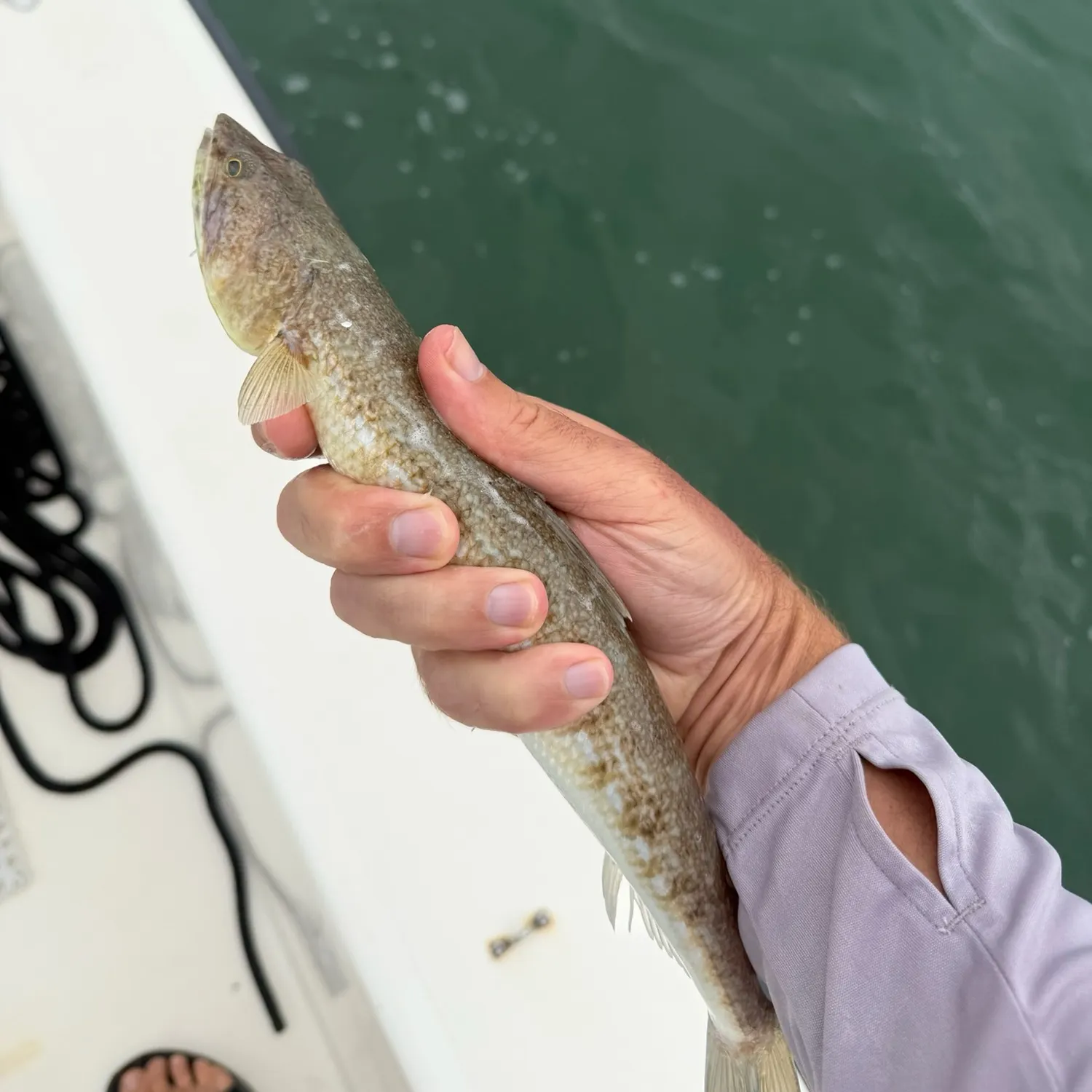 Inshore lizardfish caught on Fishbrain