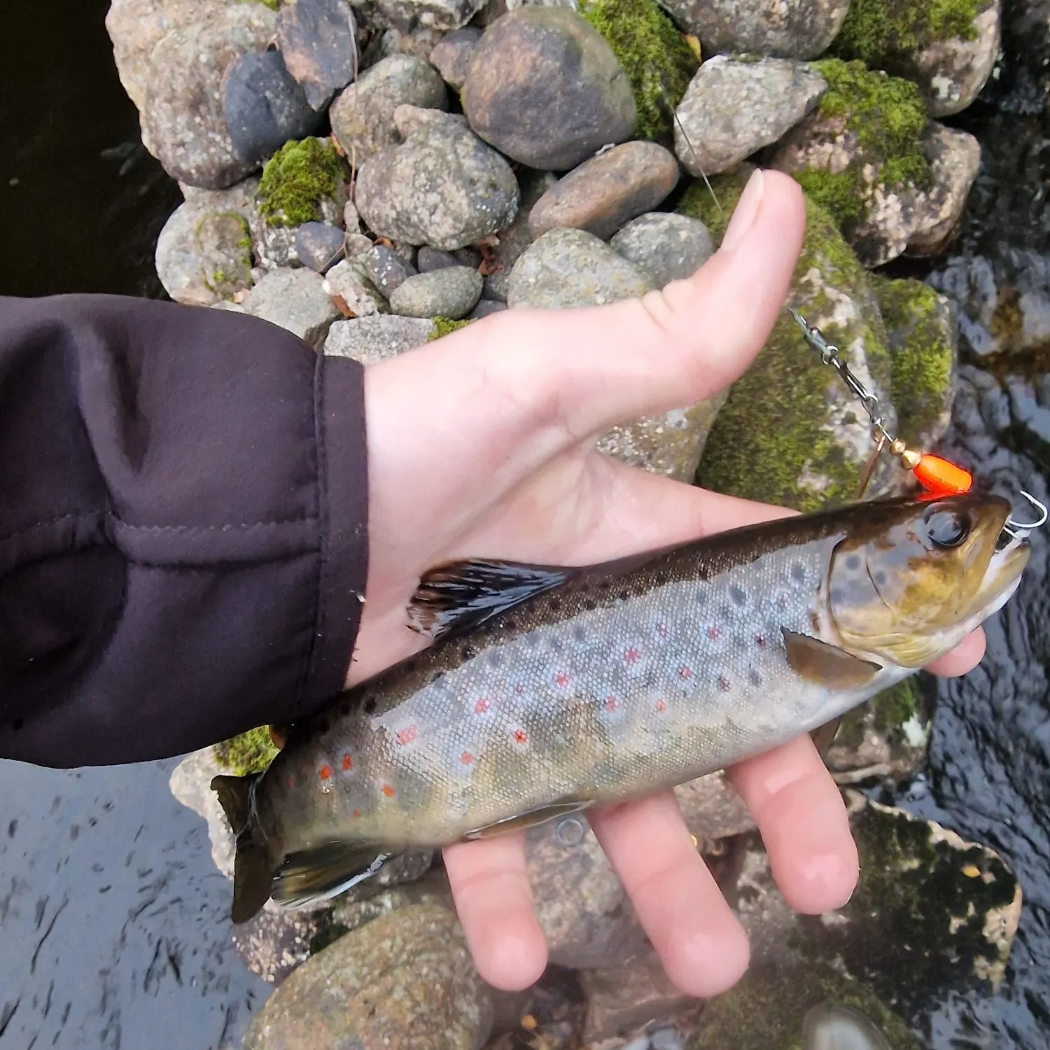 The most recent Lake trout catches on Fishbrain