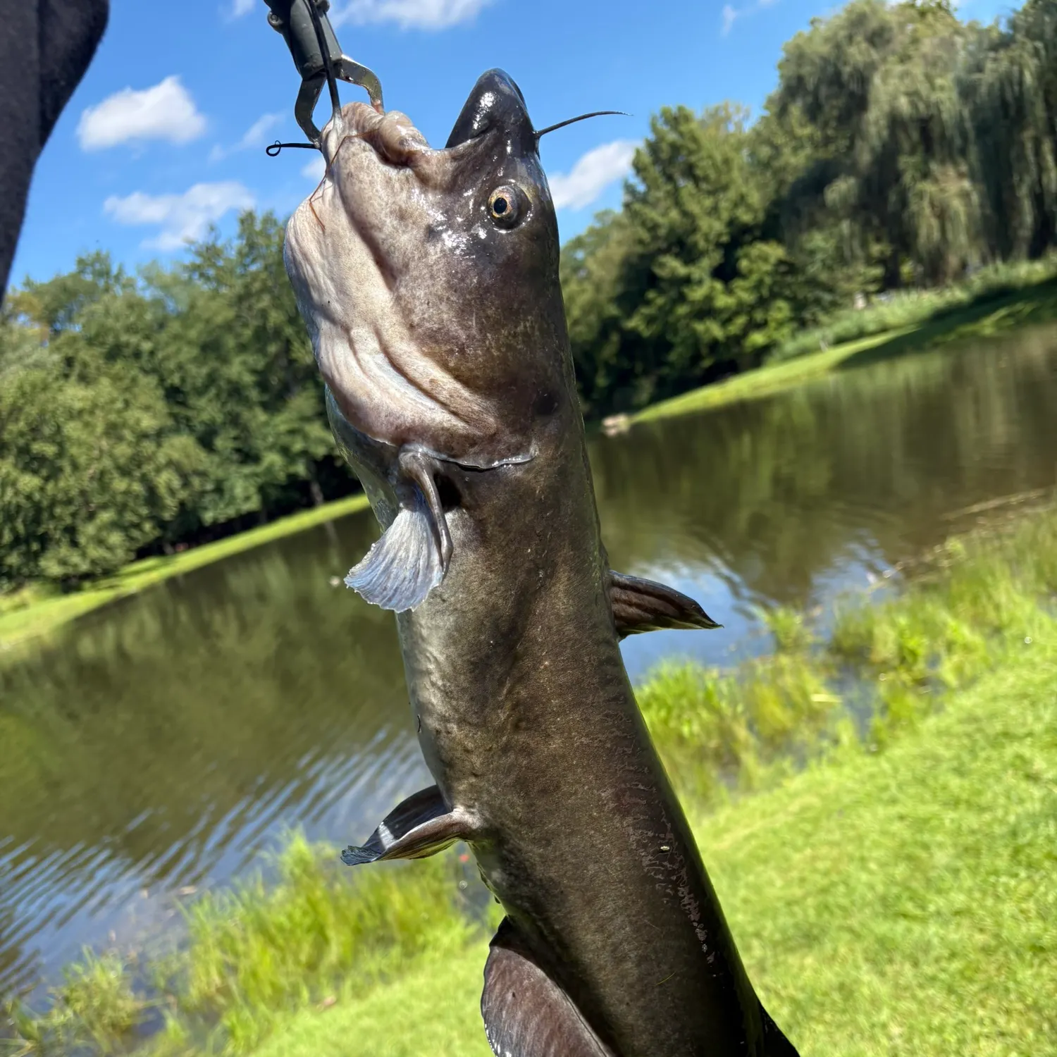 Channel catfish caught on Fishbrain